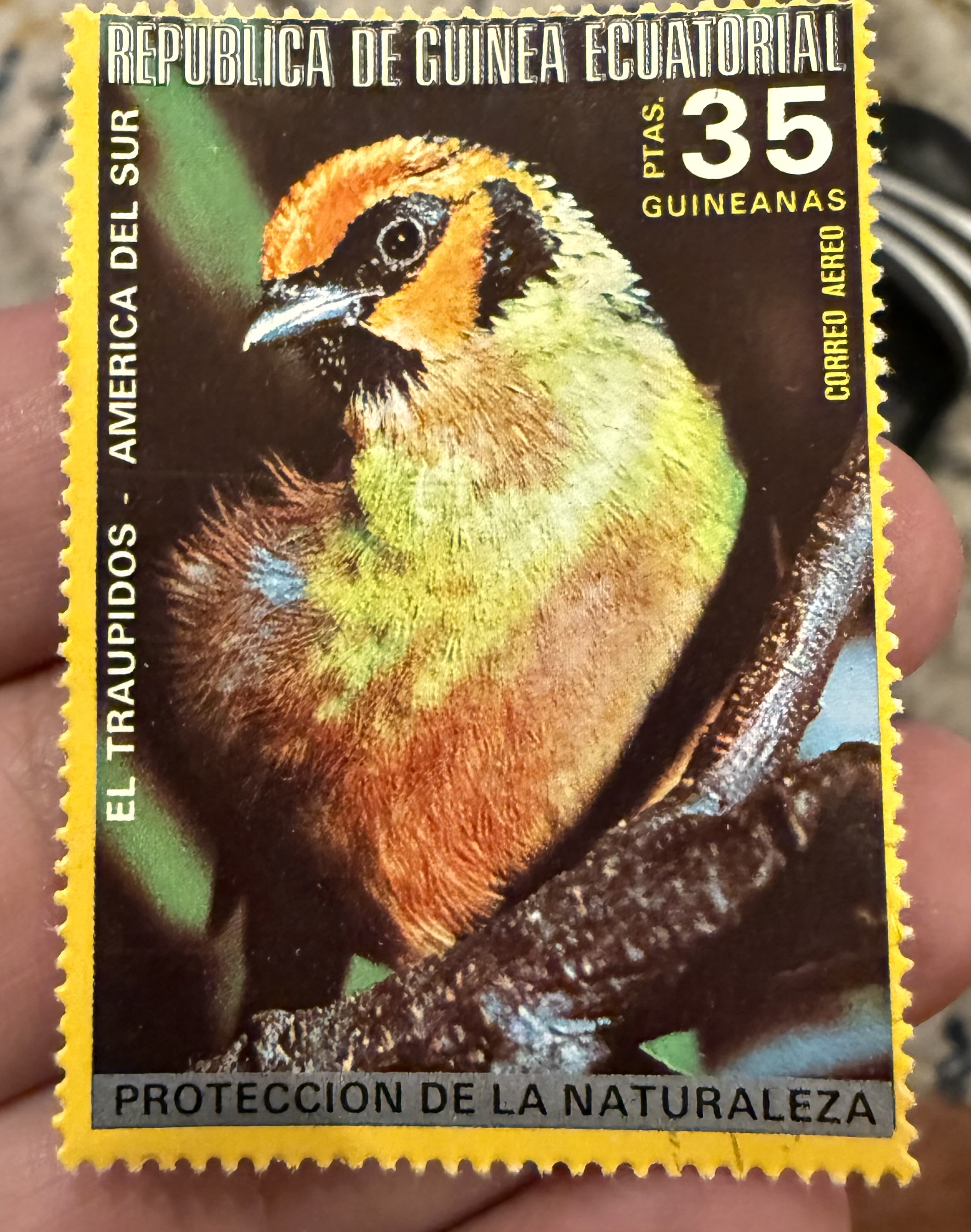 Flame Faced Tanager