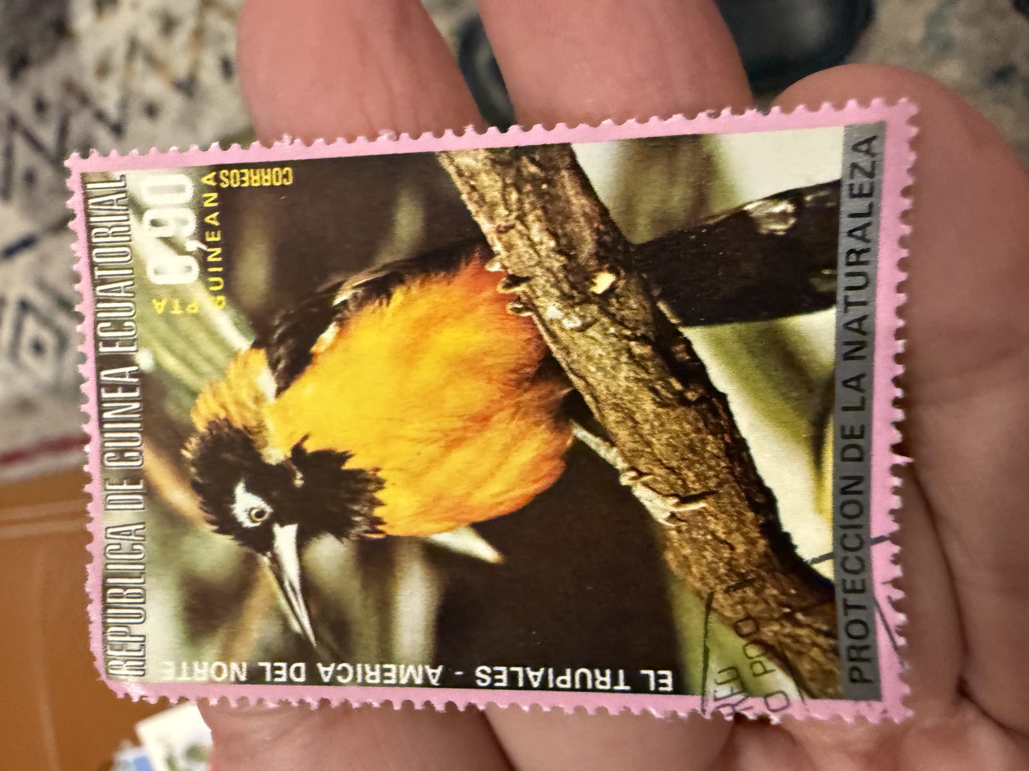 Baltimore Oriole, Equatorial Guinea, 1976