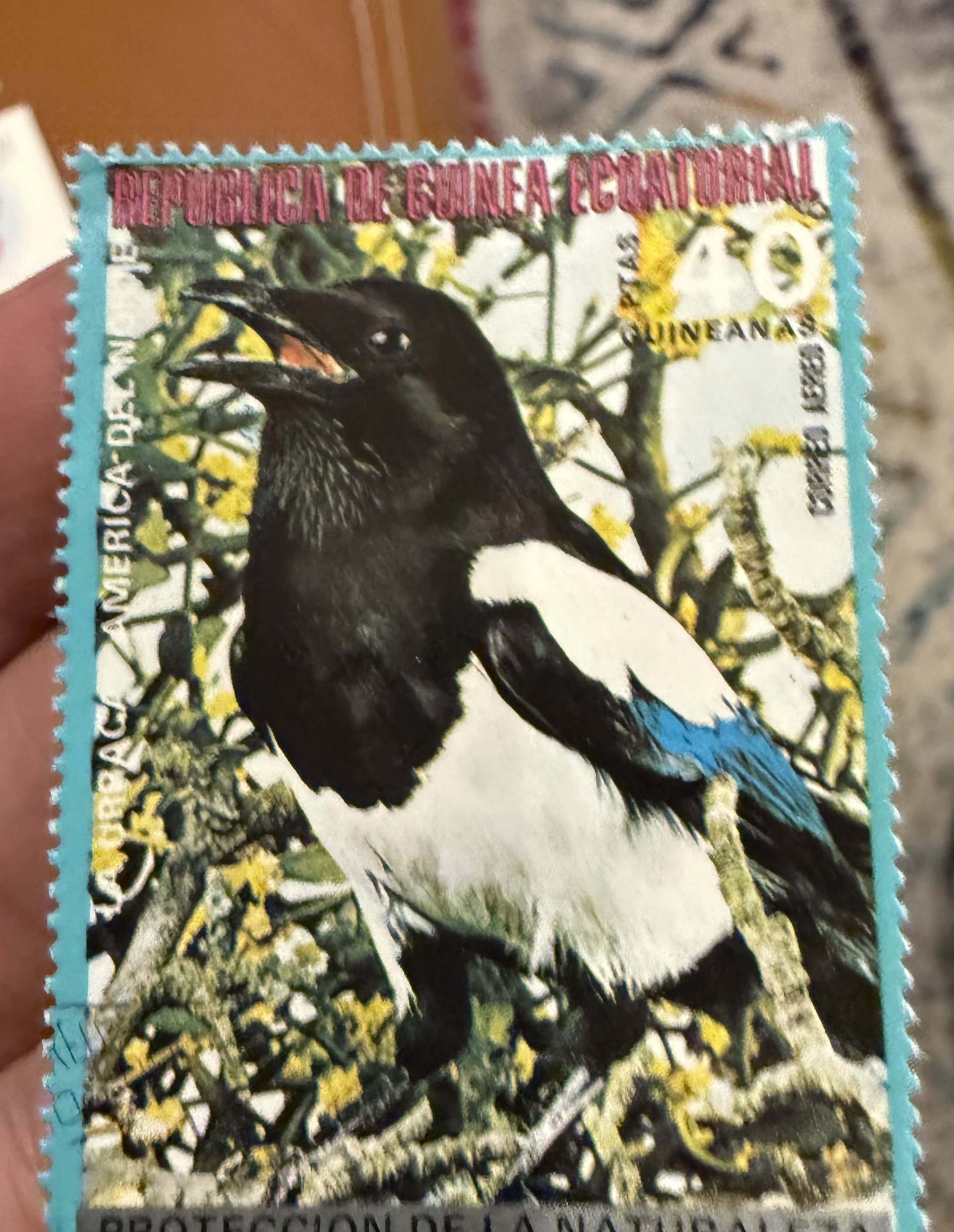 European Magpie -EQ