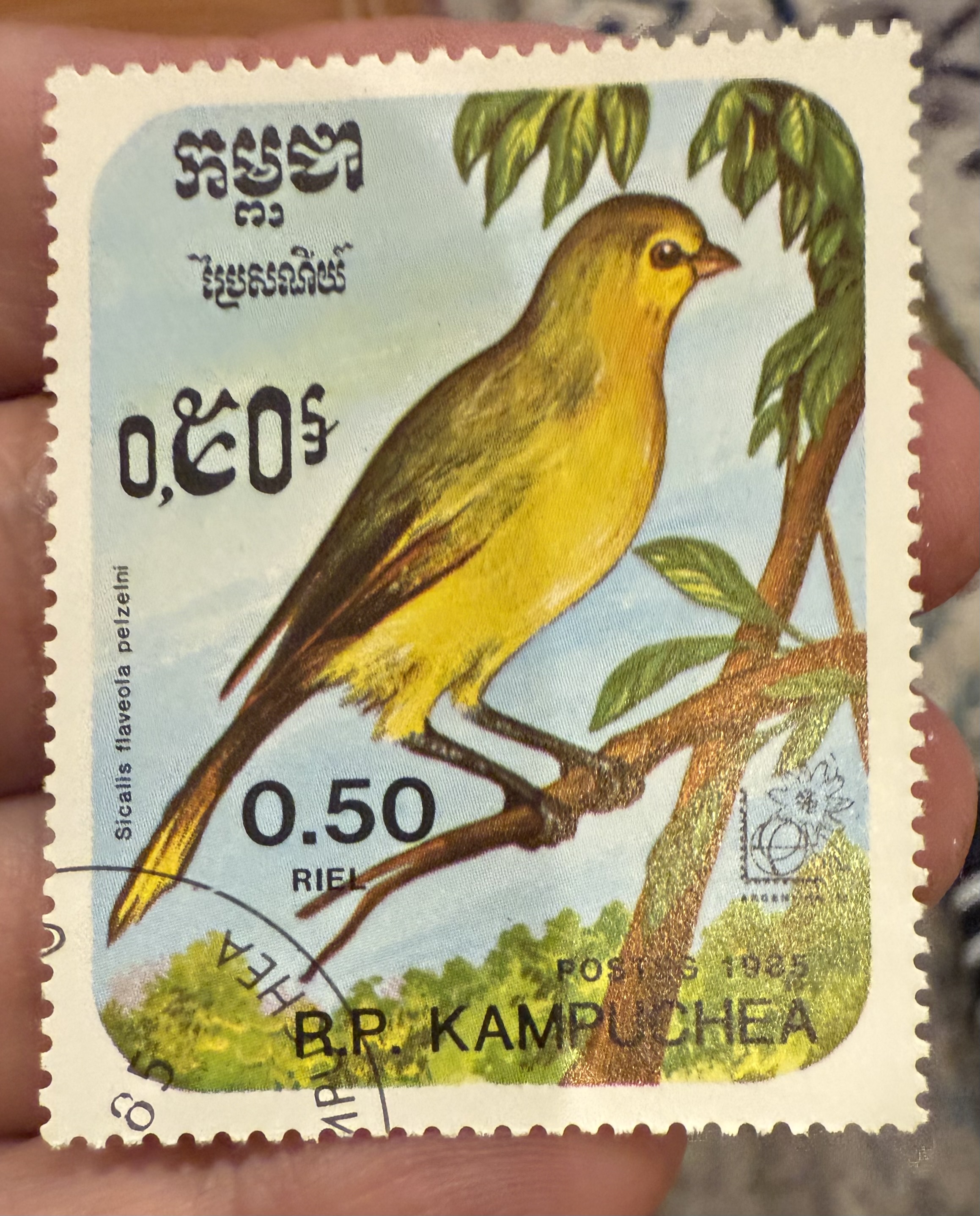 Pelzeln’s Yellow Finch