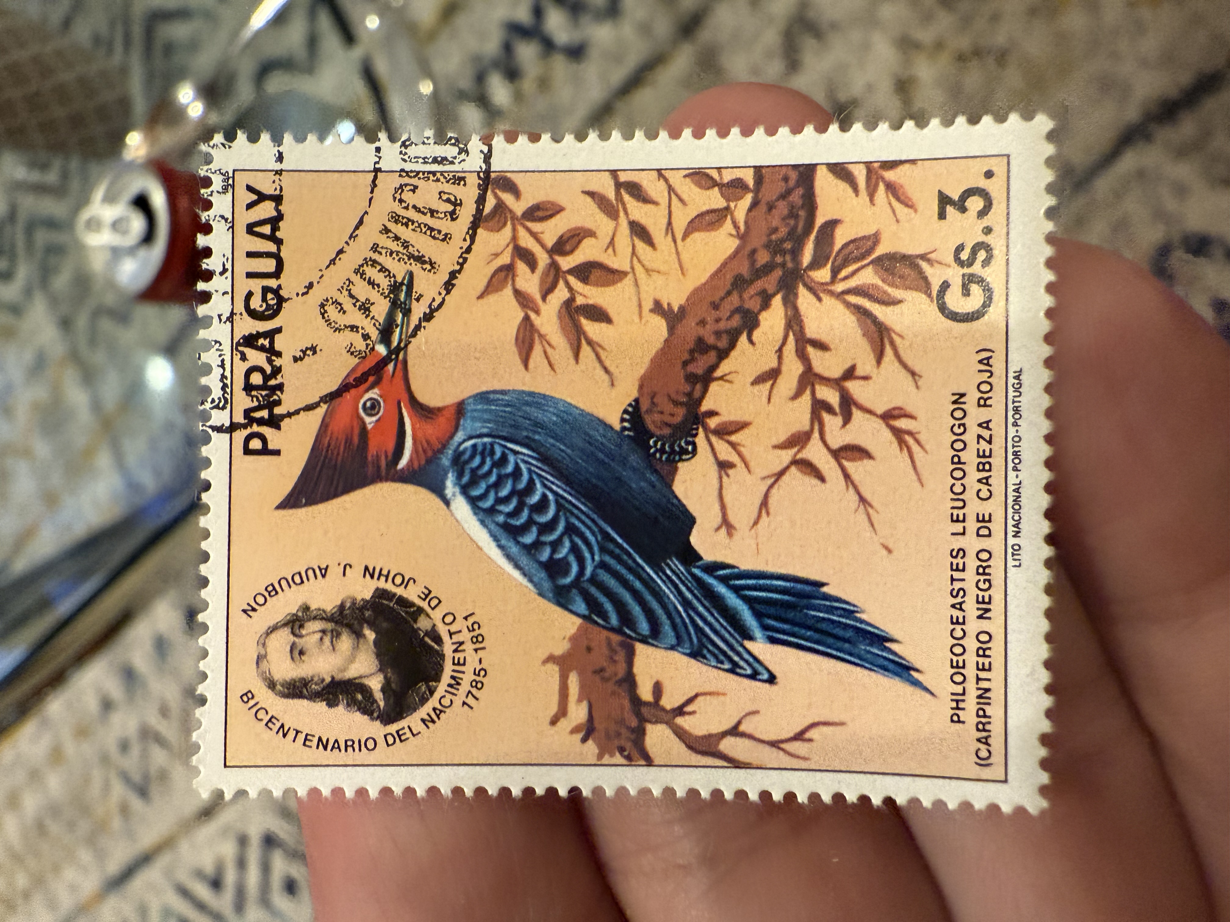 Cream Backed Woodpecker