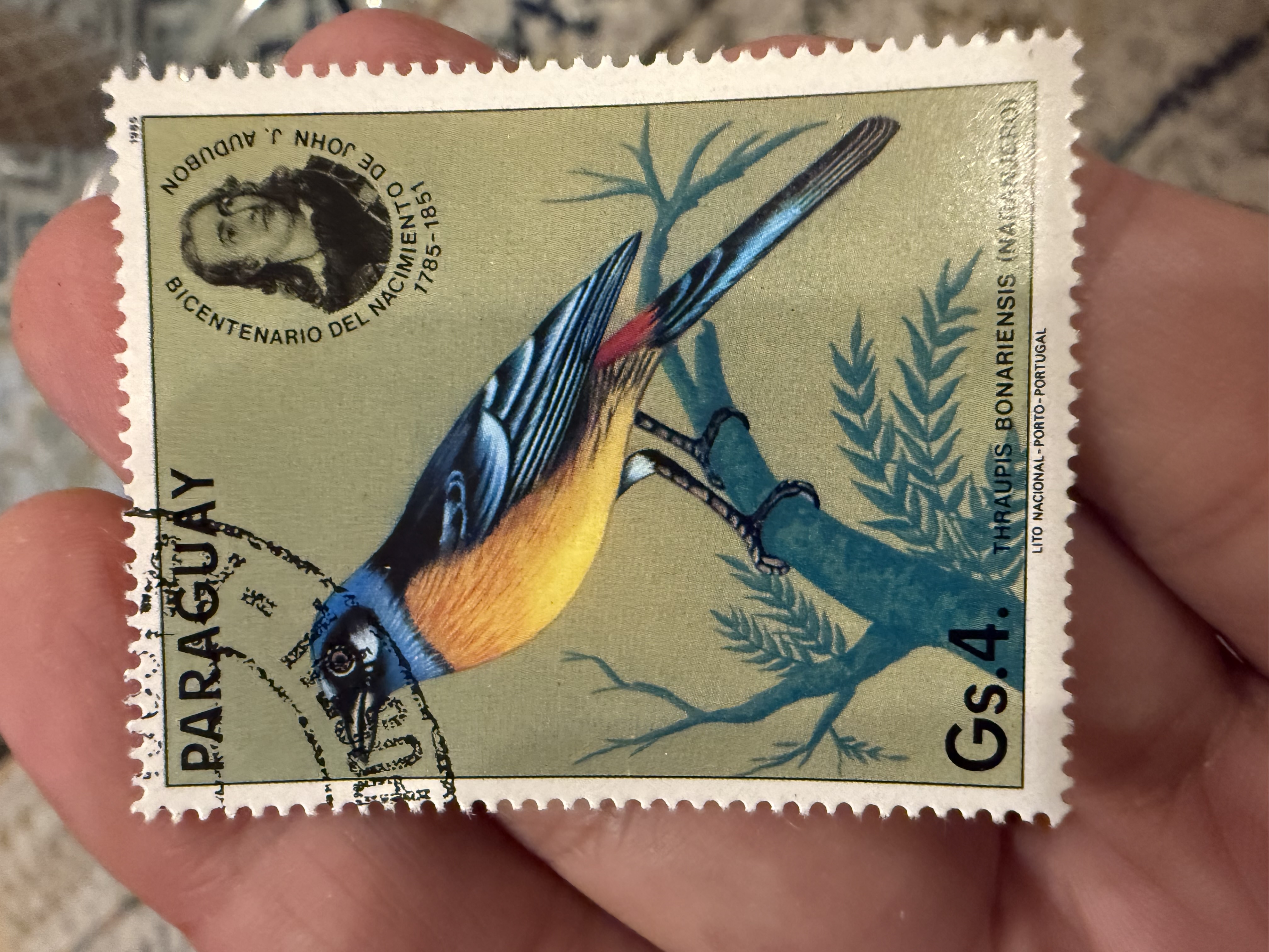 Golden Rumped Euphonia