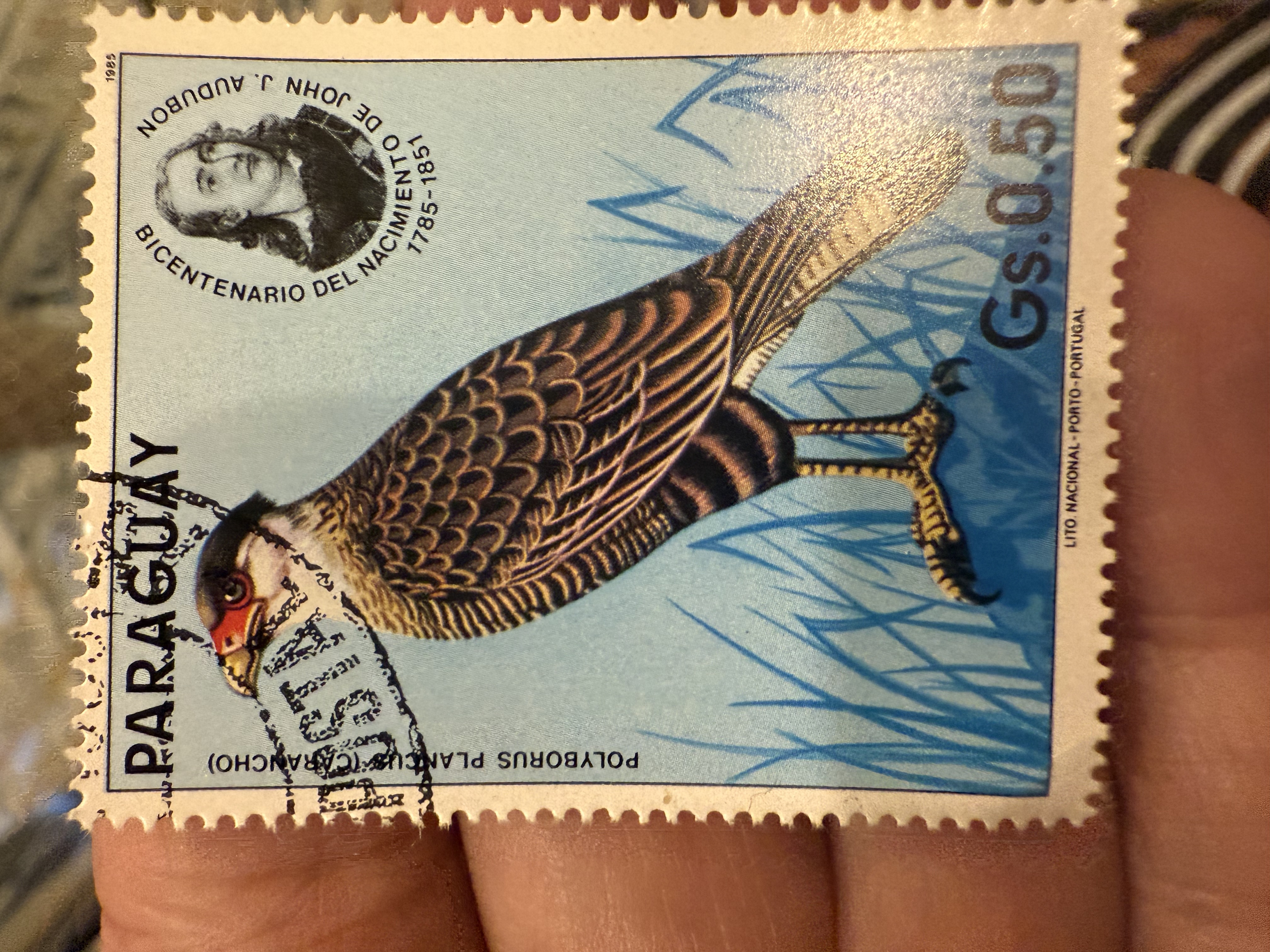 Southern Crested Caracara