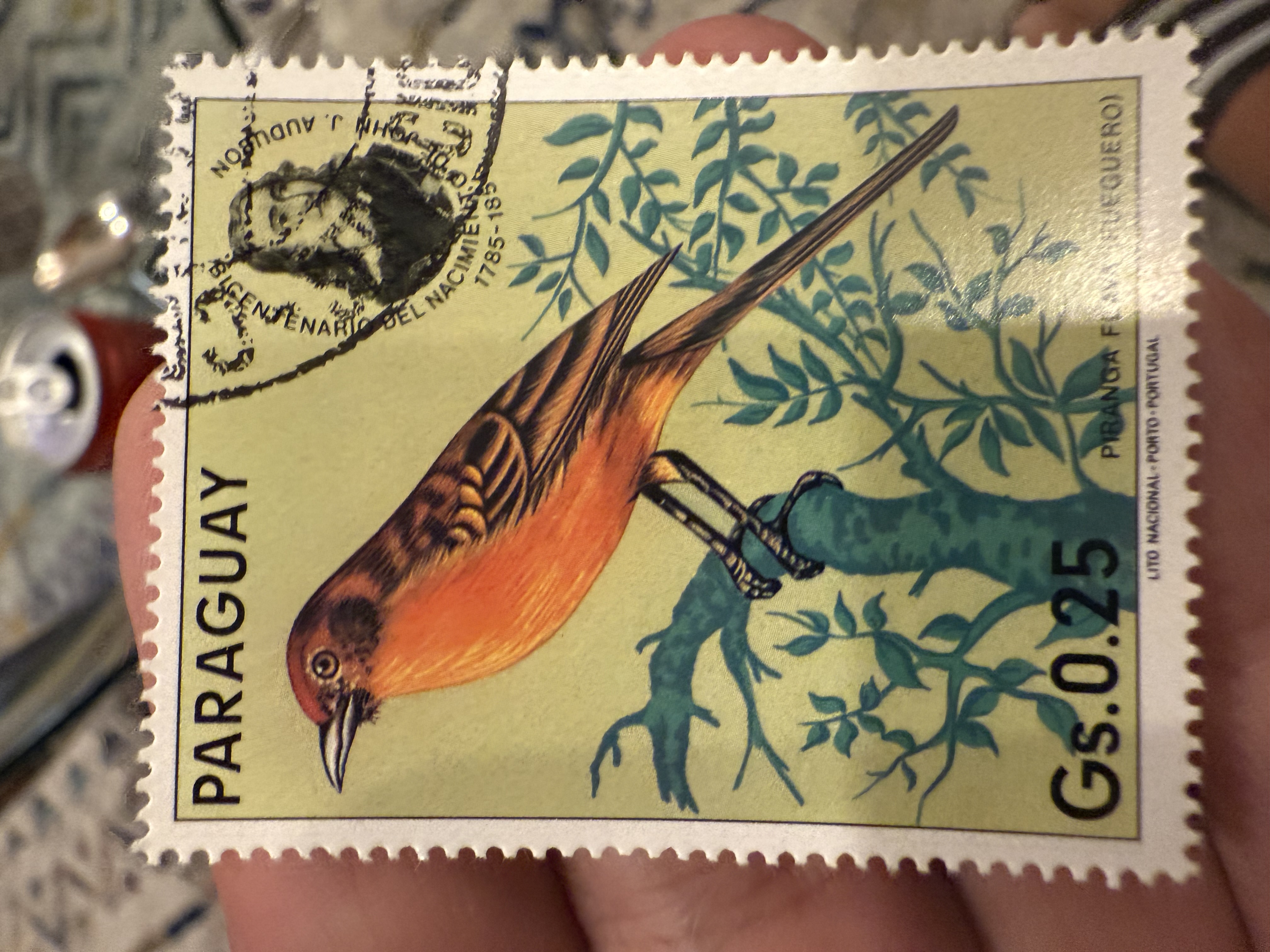 Flame Colored Tanager-Paraguay