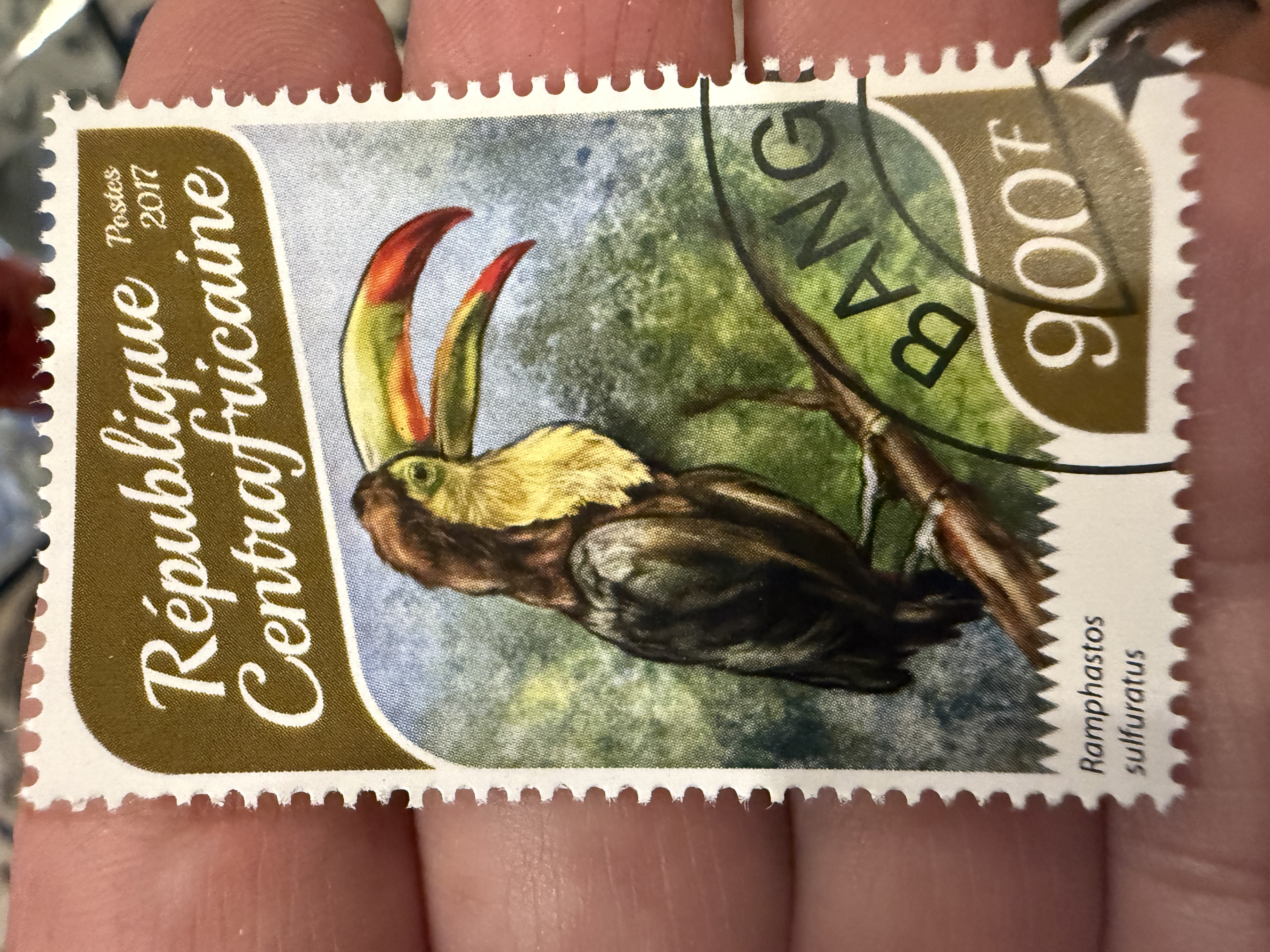 Keel Billed Toucan-CAR