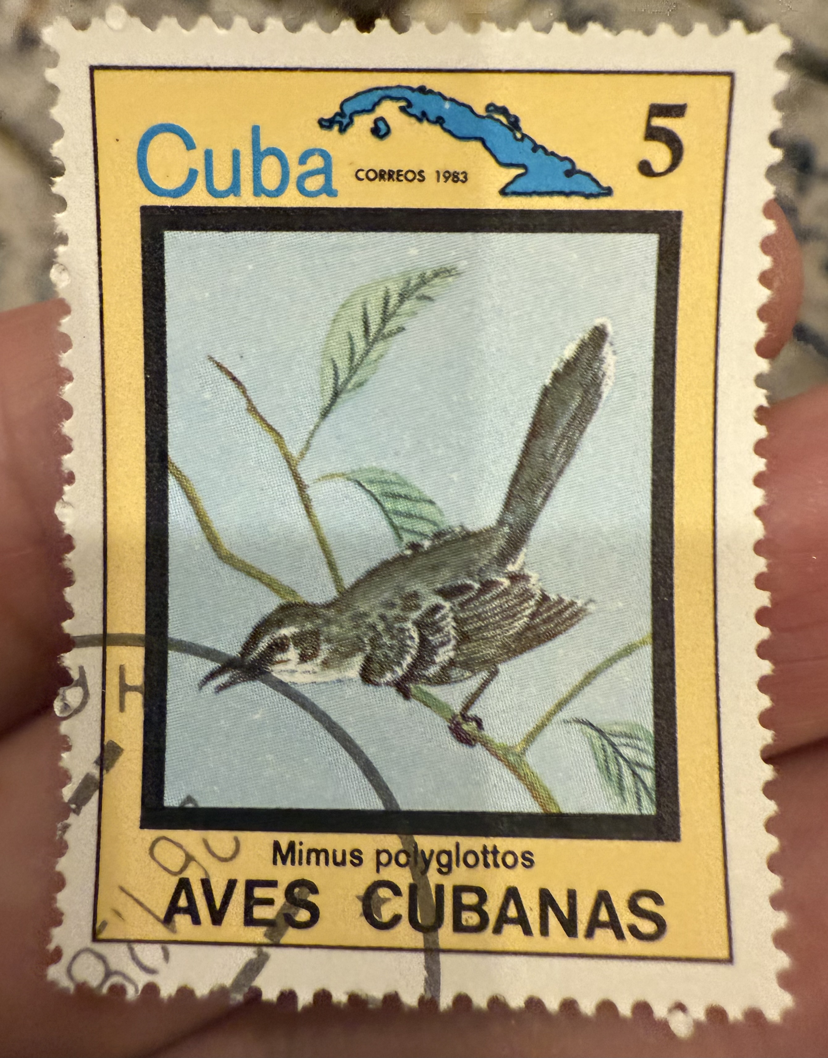 Northern Mockingbird-Cuba