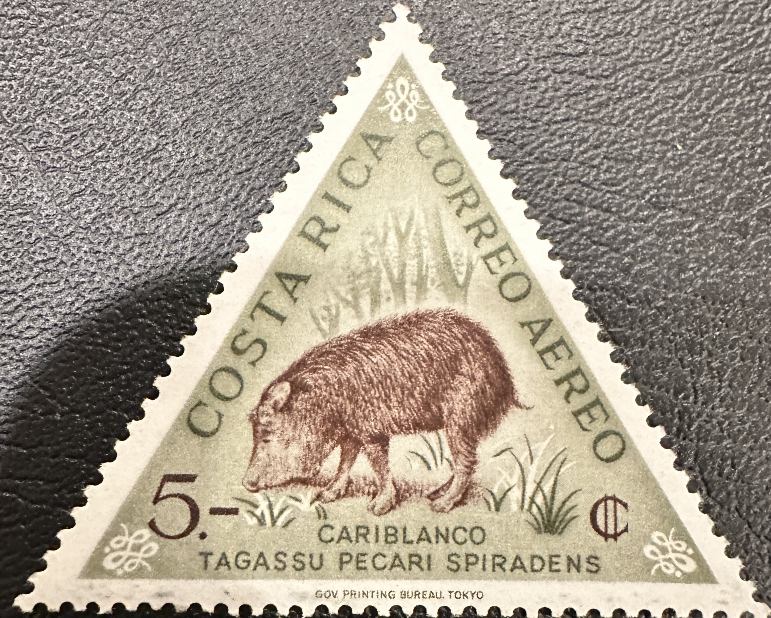 White Lipped Peccary