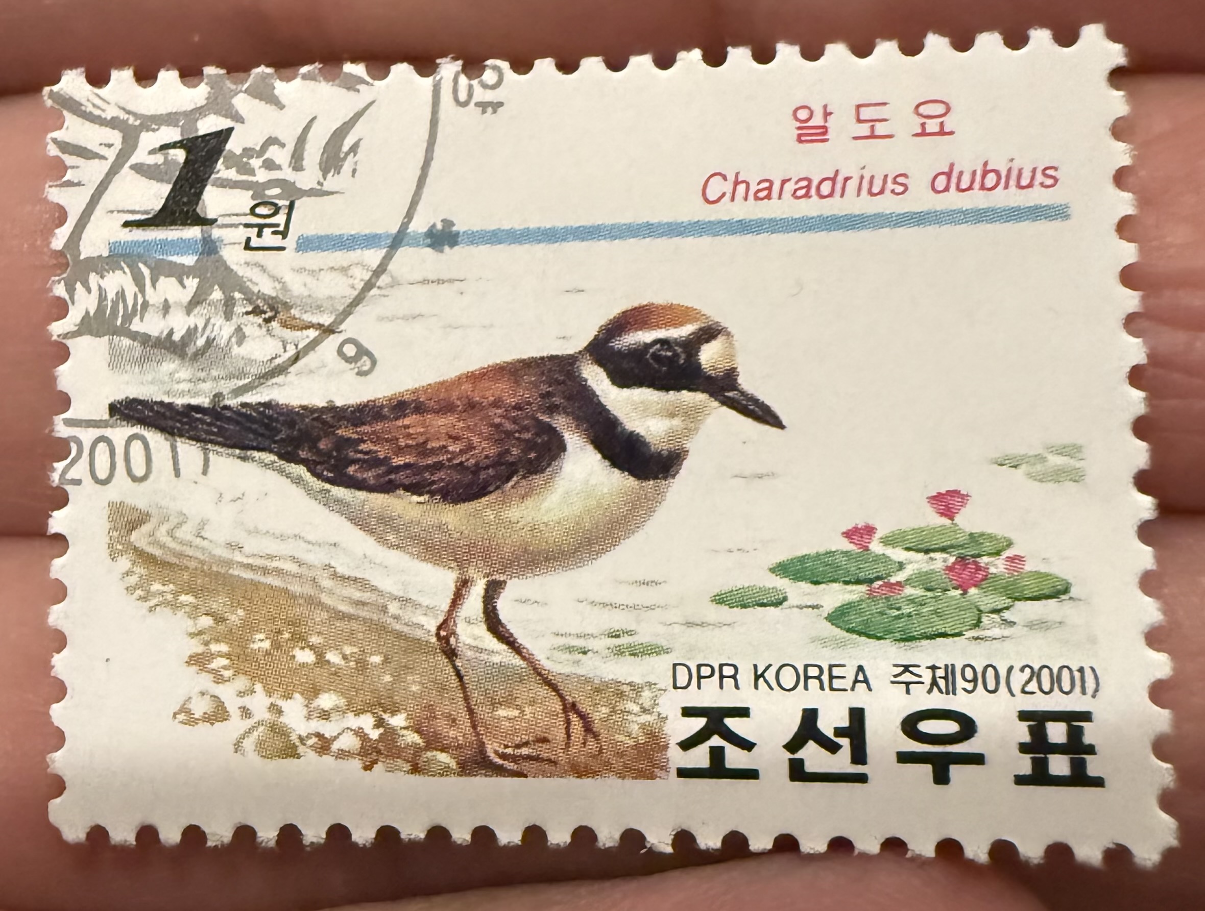 Little Ringed Plover