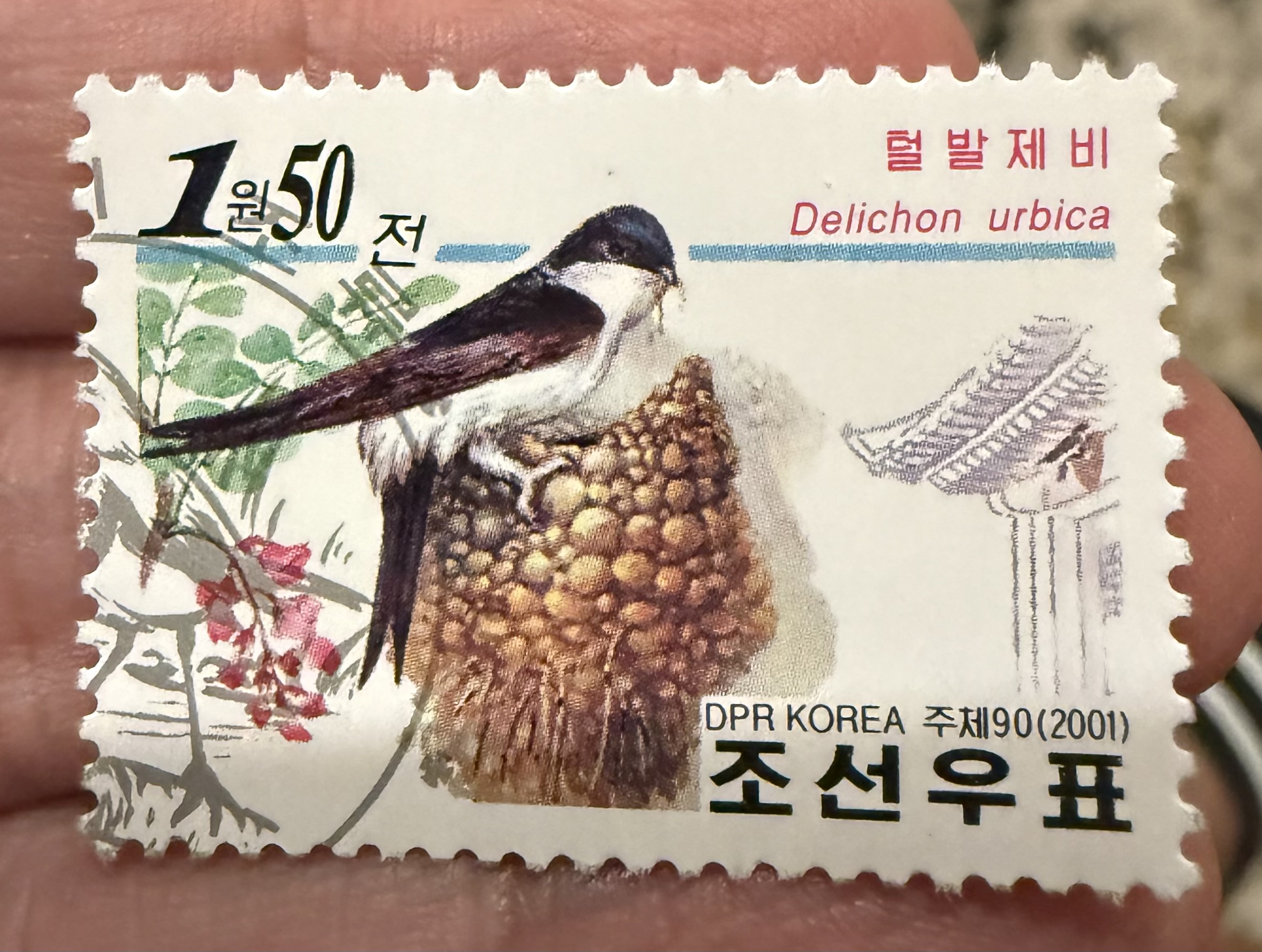 Western House Martin