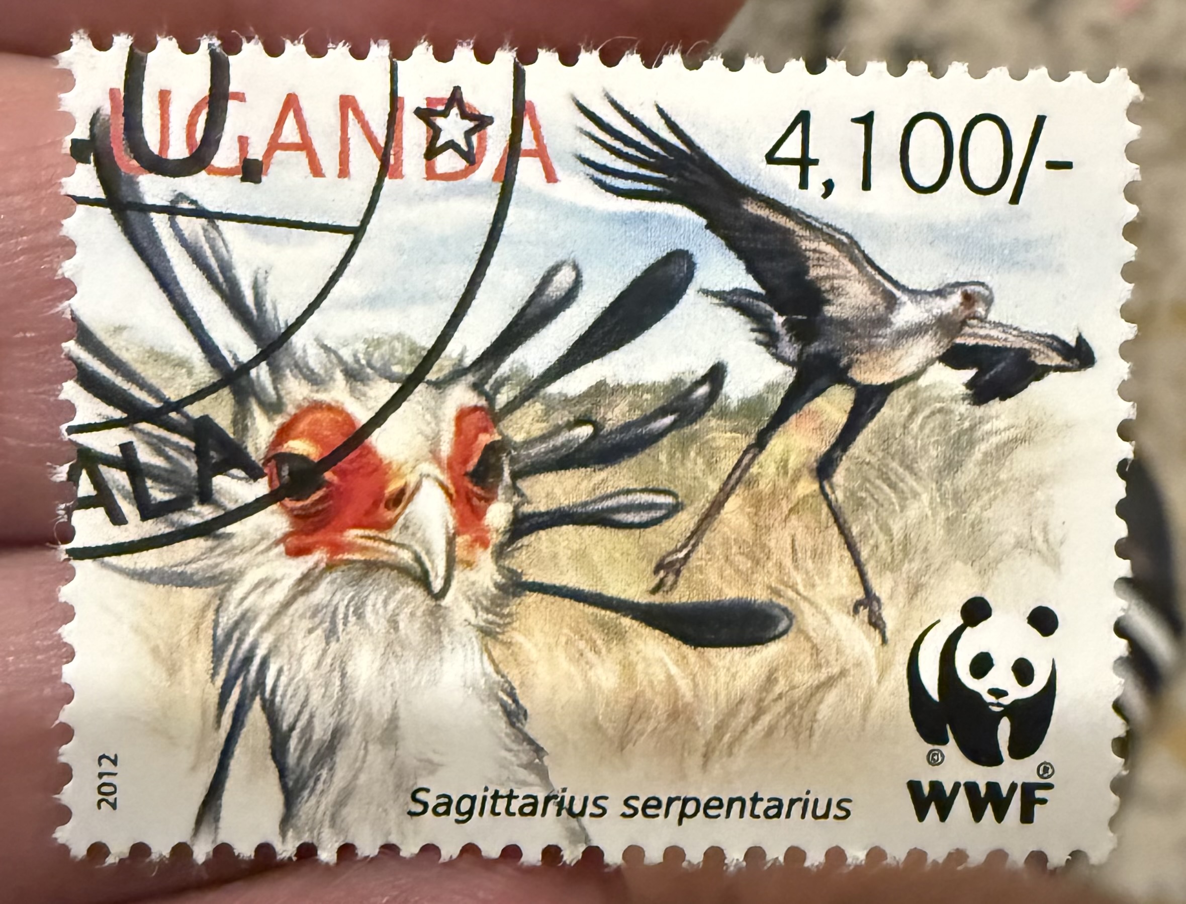 Secretary Bird-Uganda