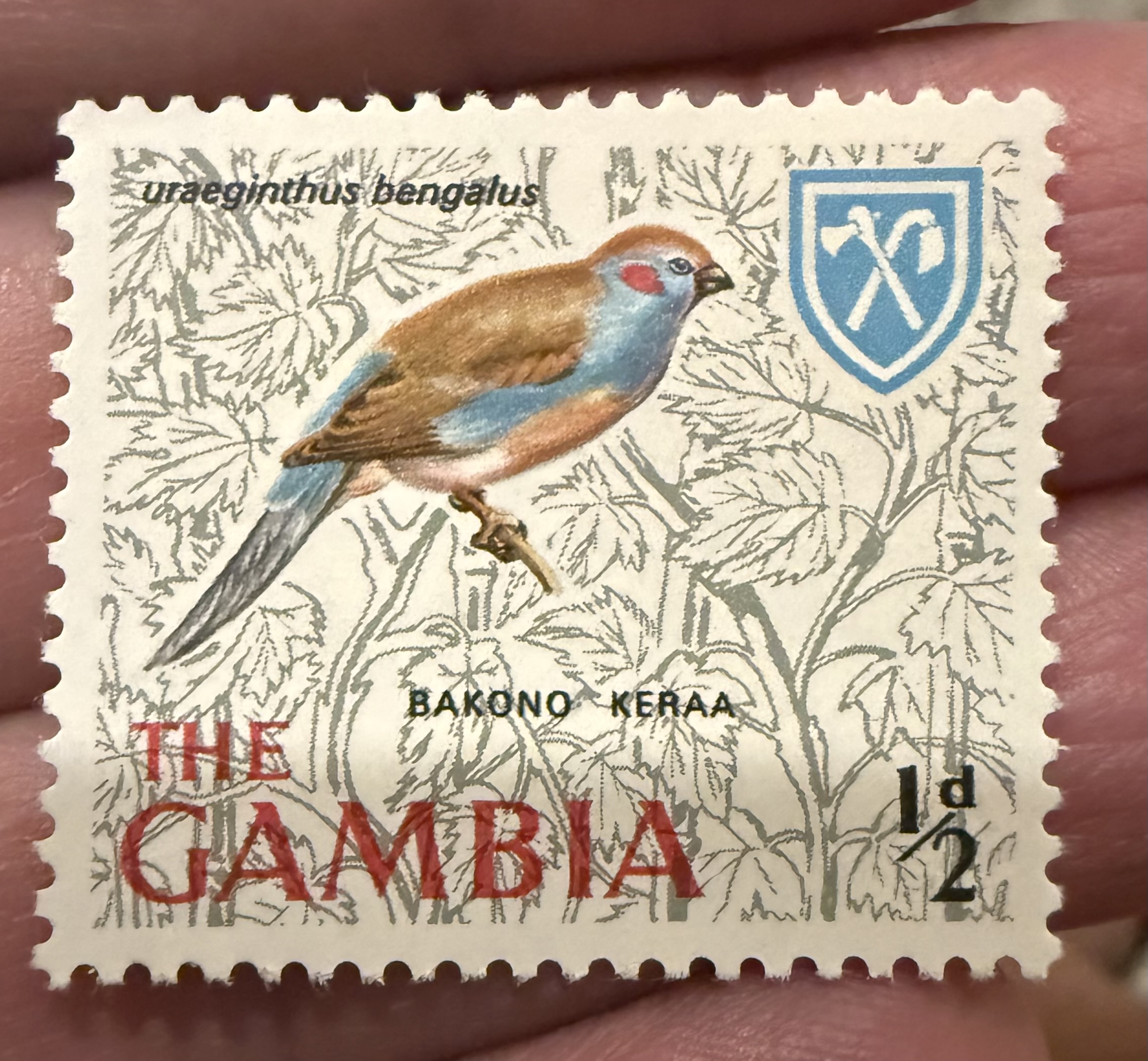 Red Cheeked Cordon Bleu