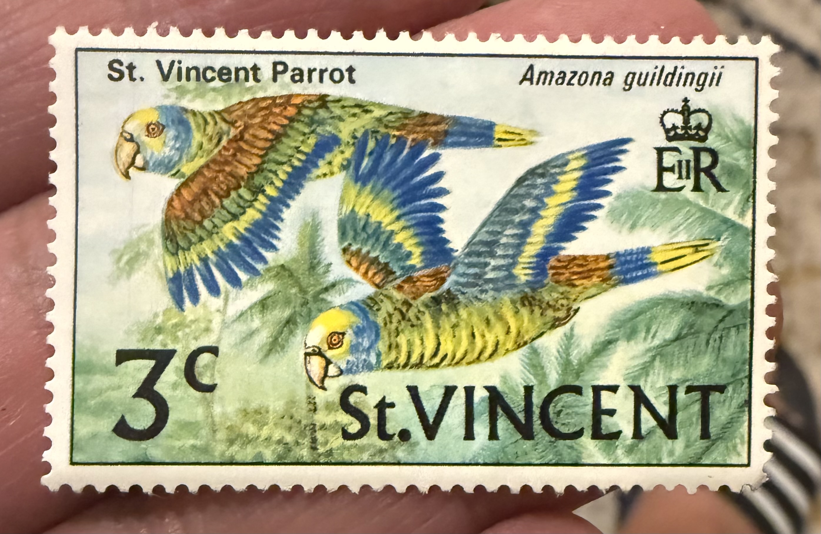 St Vincent Parrot