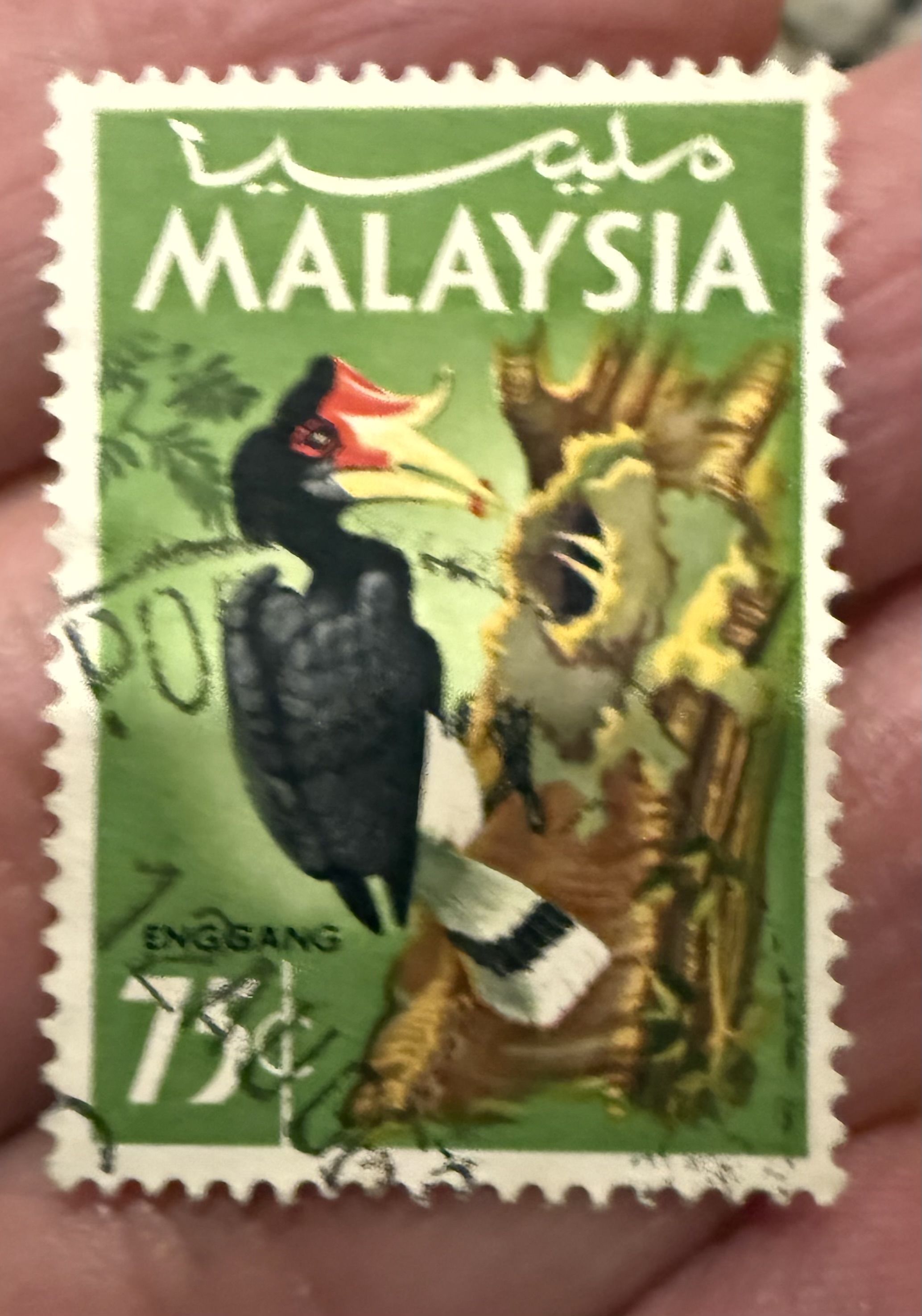 Rhinoceros Hornbill