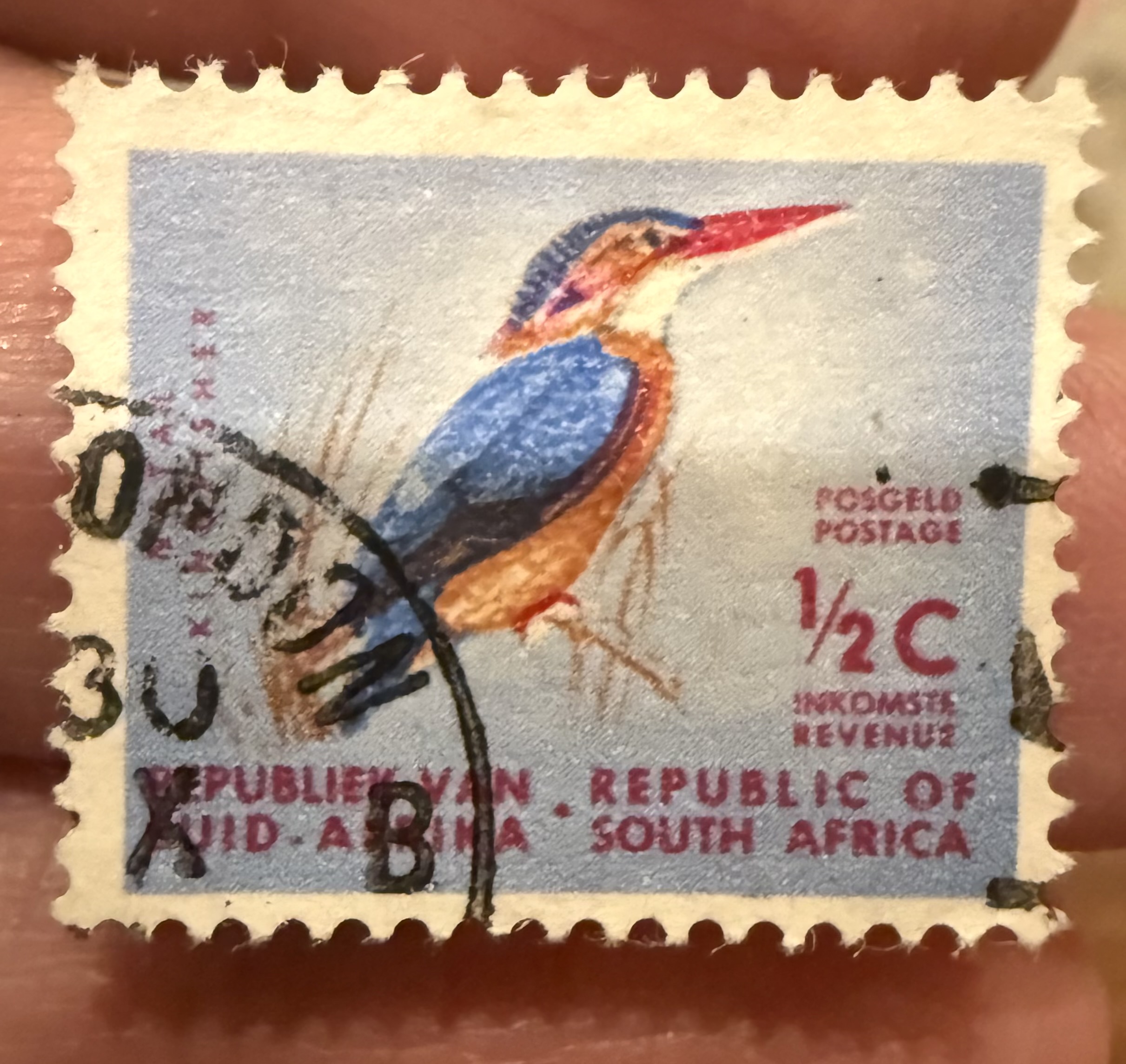 African Pygmy Kingfisher 