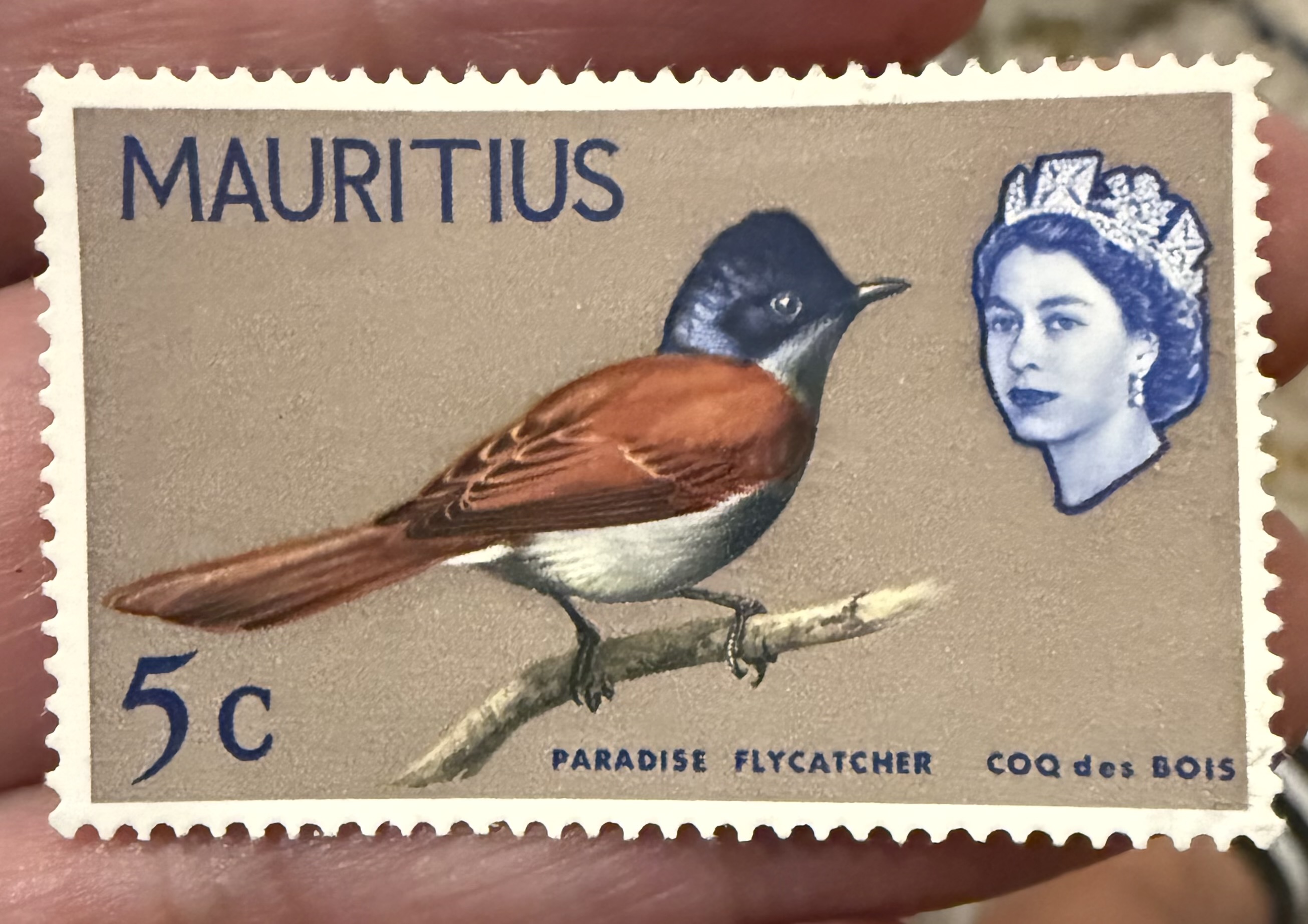 Mascarine Paradise Flycatcher