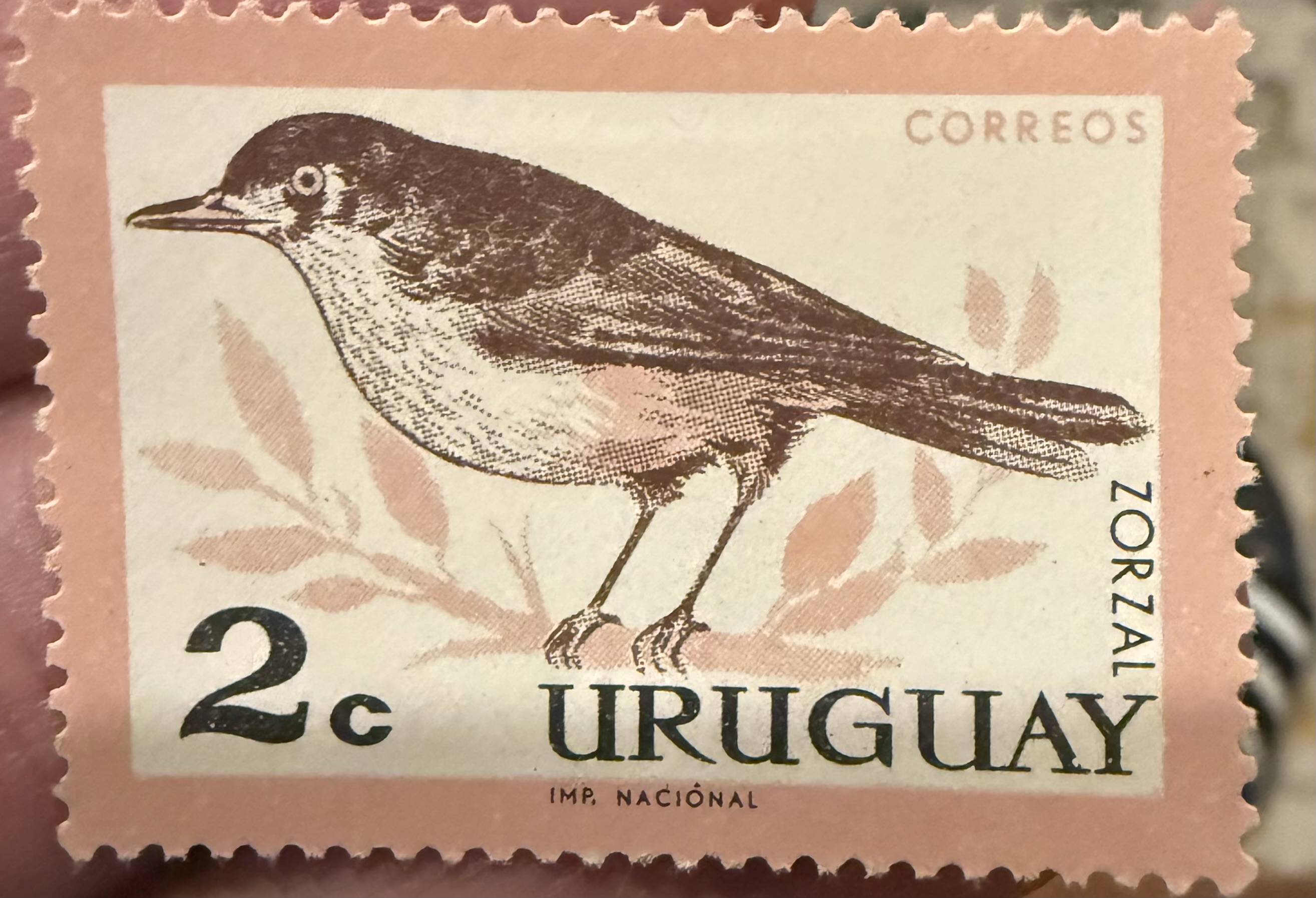 Rufuos Bellied Thrush