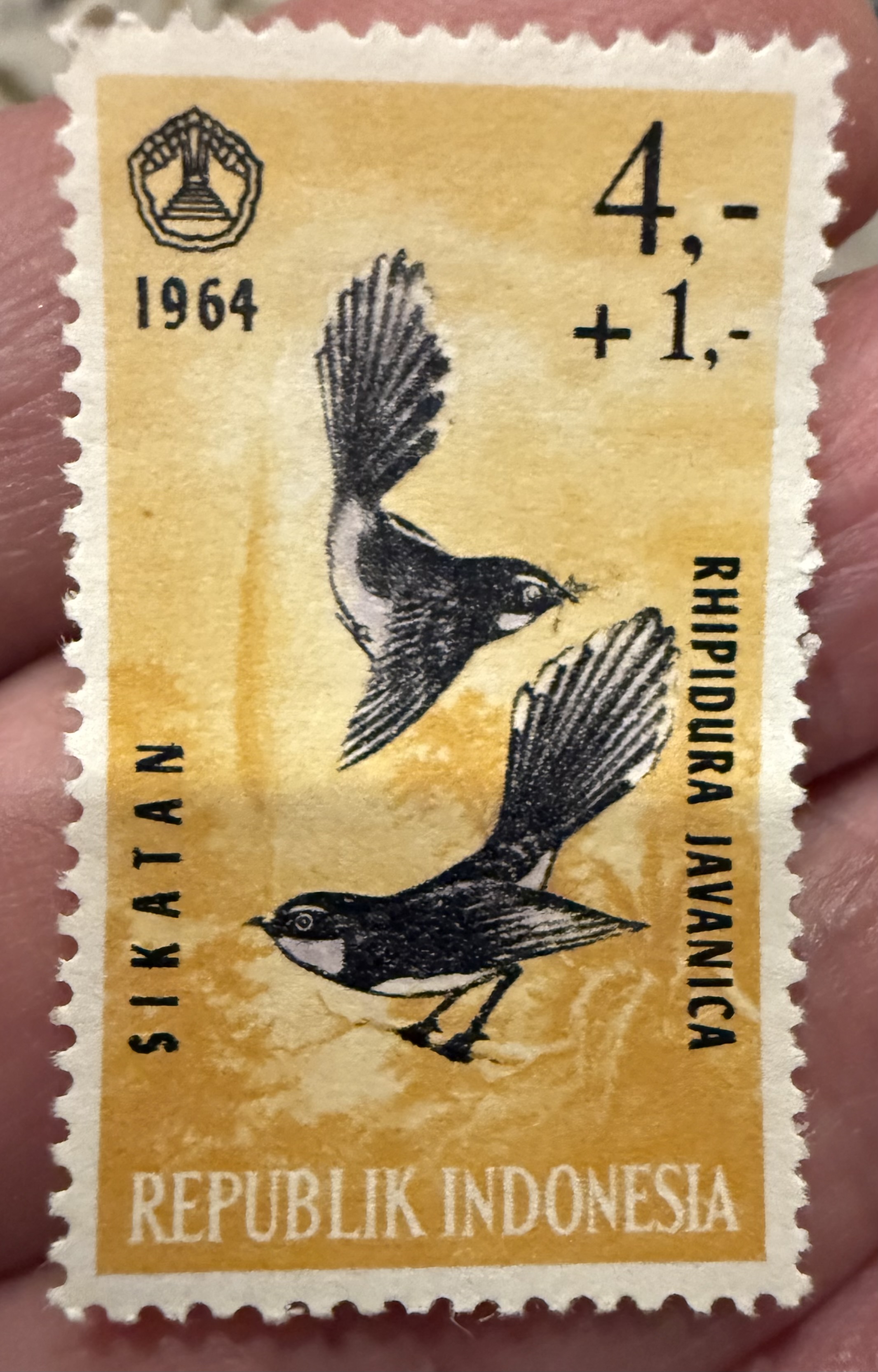 Malaysian Pied Fantail