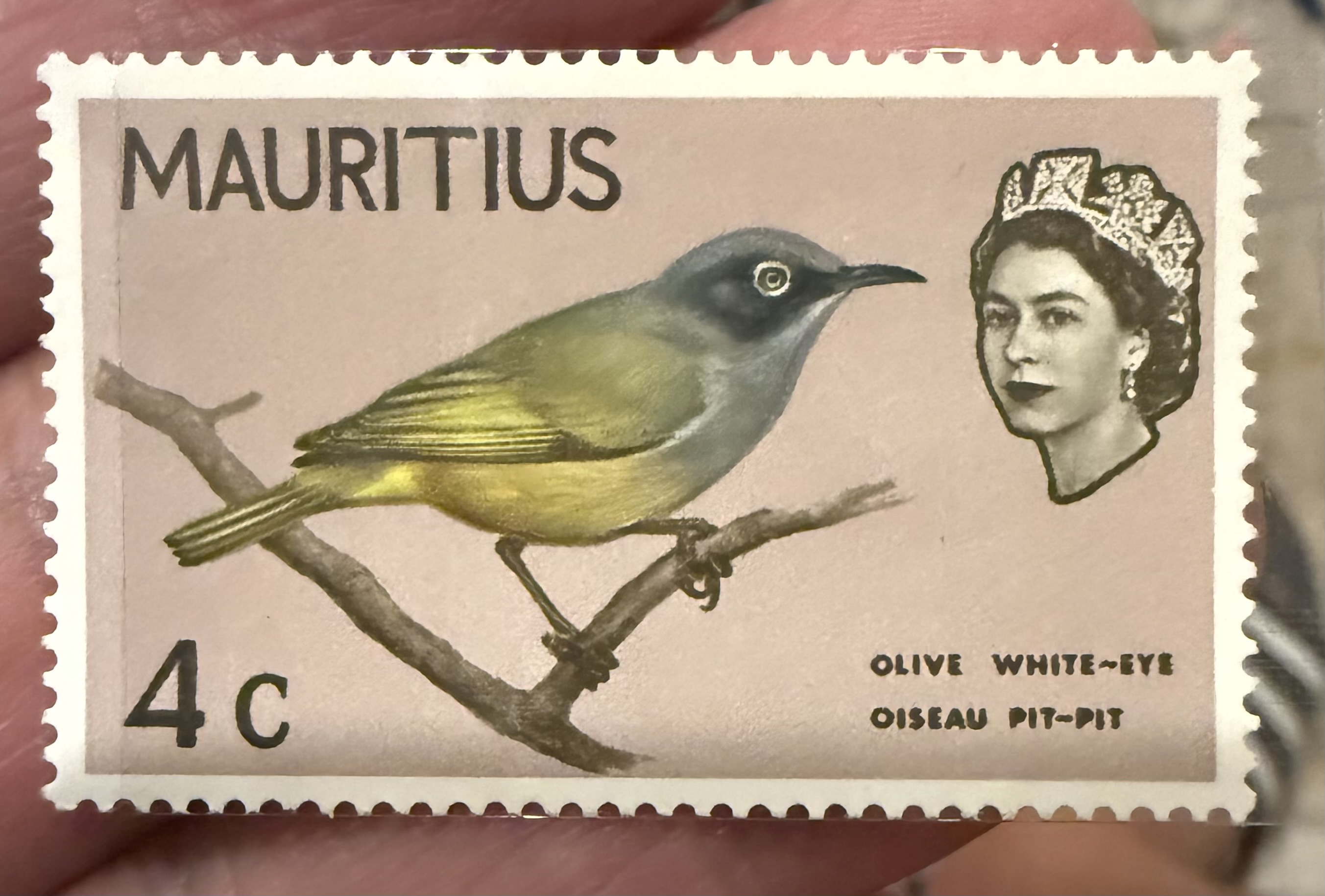 Olive White Eye