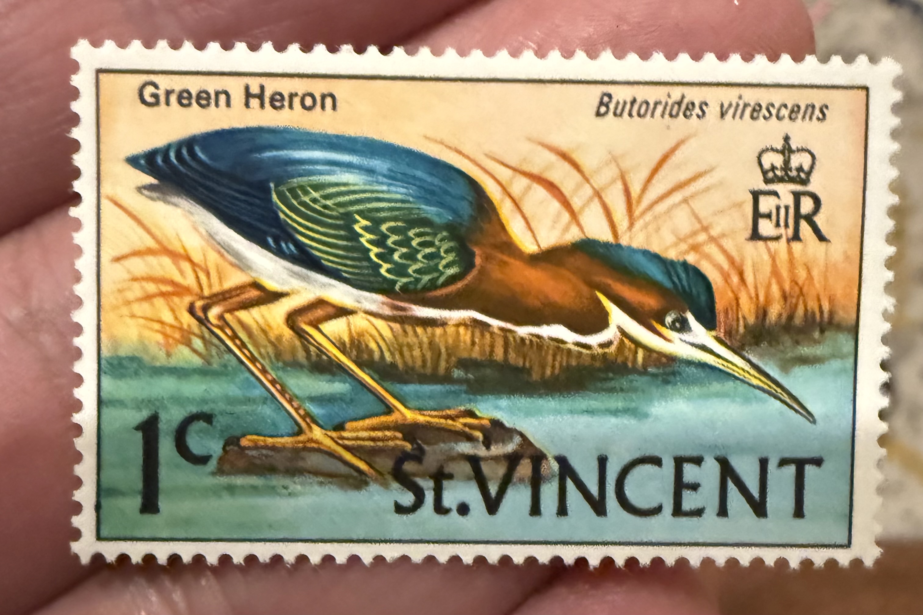 Green Heron - St Vincent
