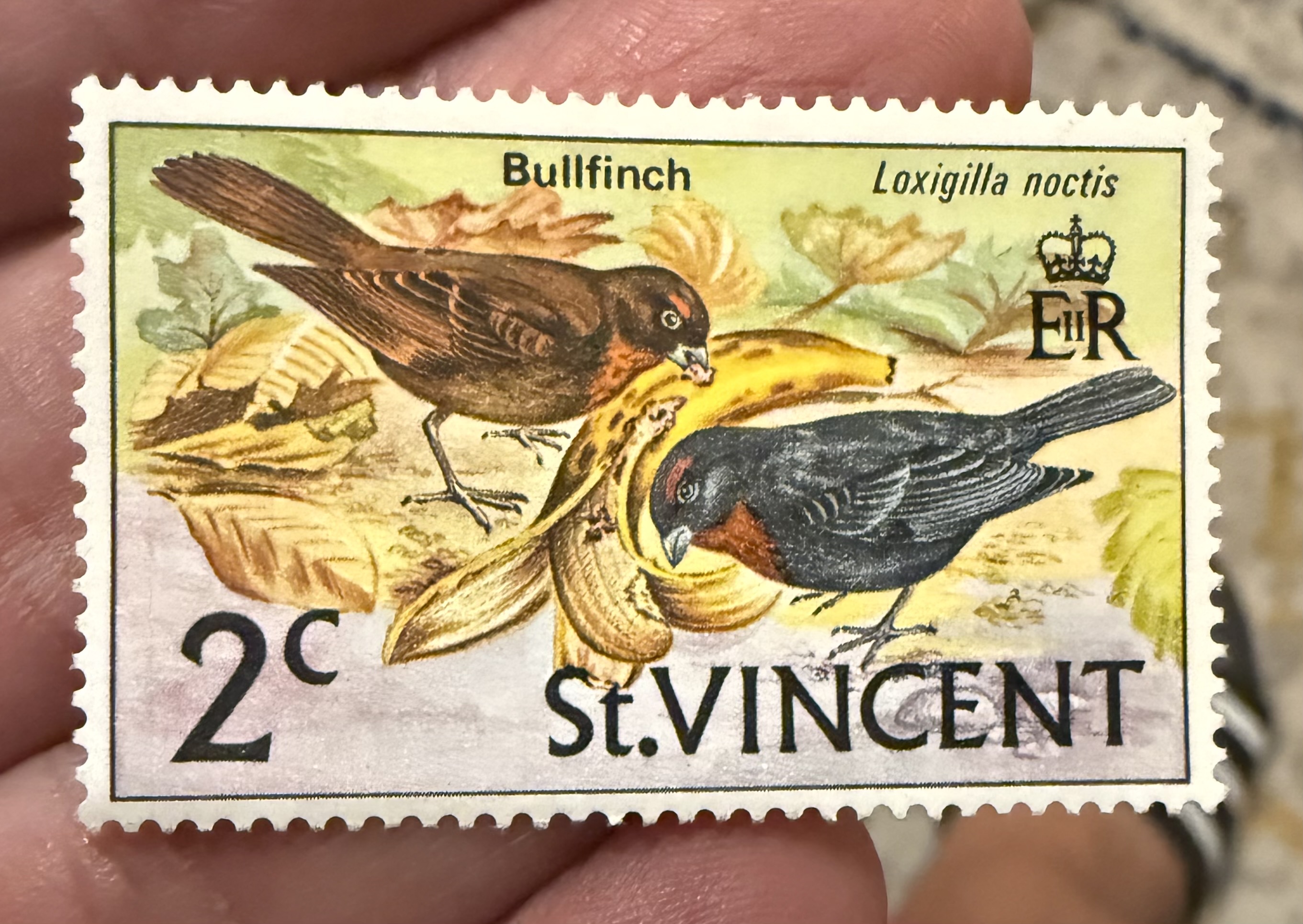 Lesser Antillean Bullfinch
