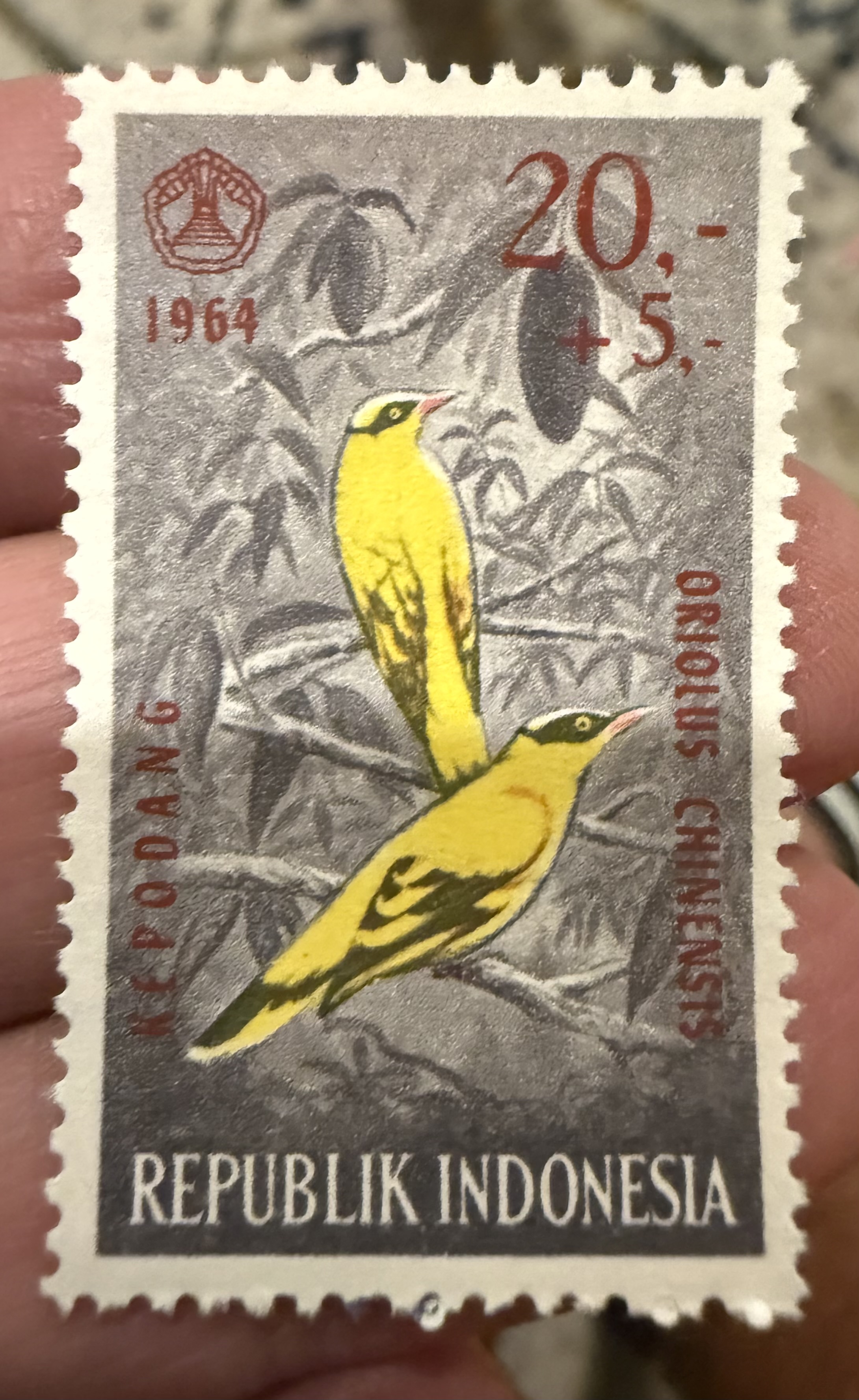 Black Naped Oriole-Indonesia