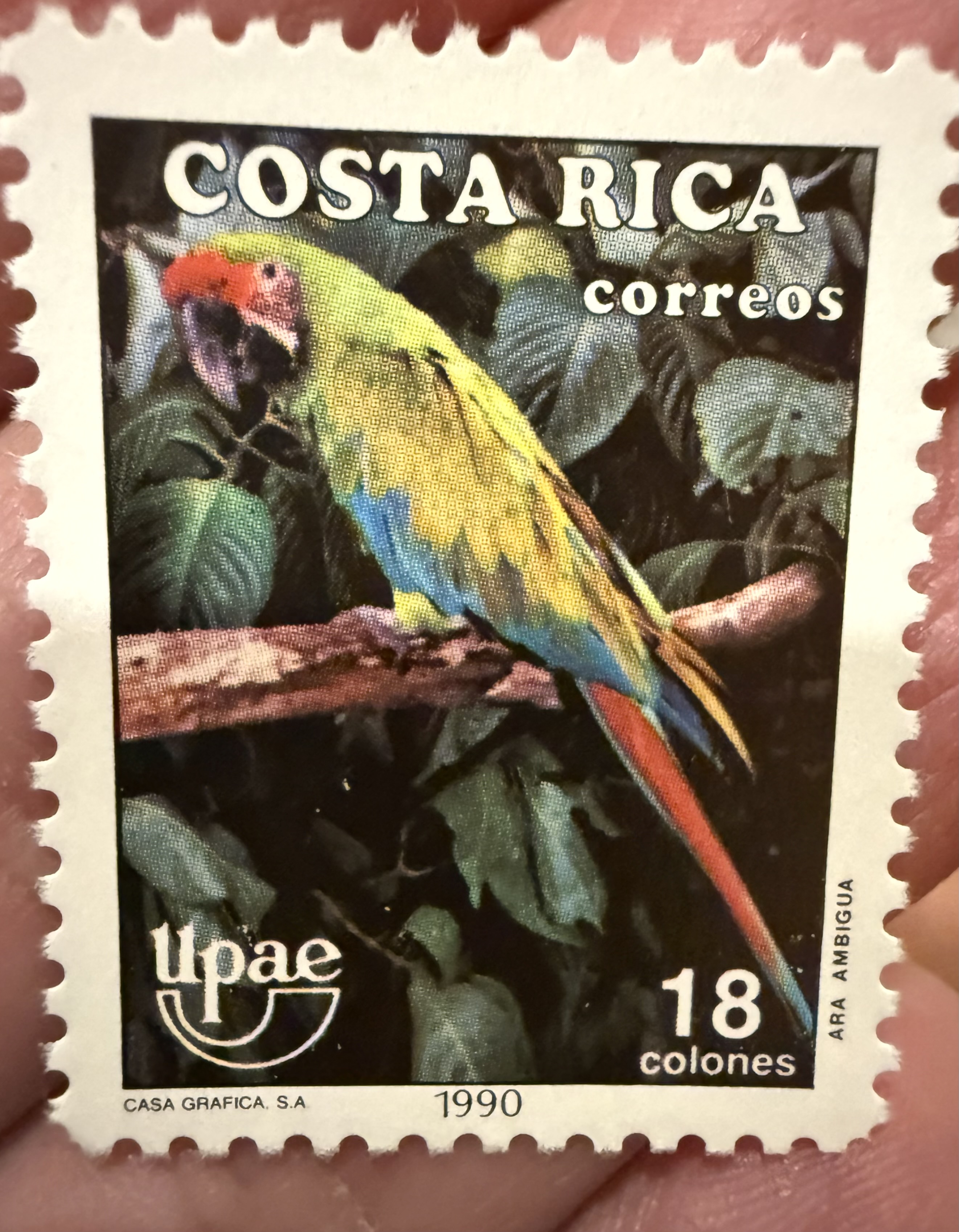 Great Green Macaw-Costa Rica