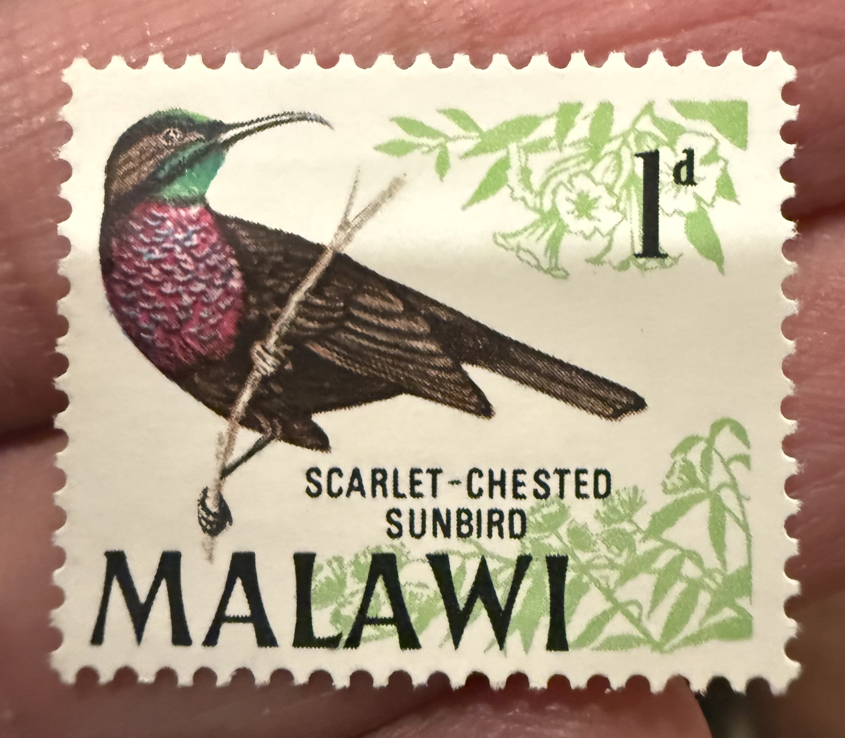 Scarlet Chested Sunbird