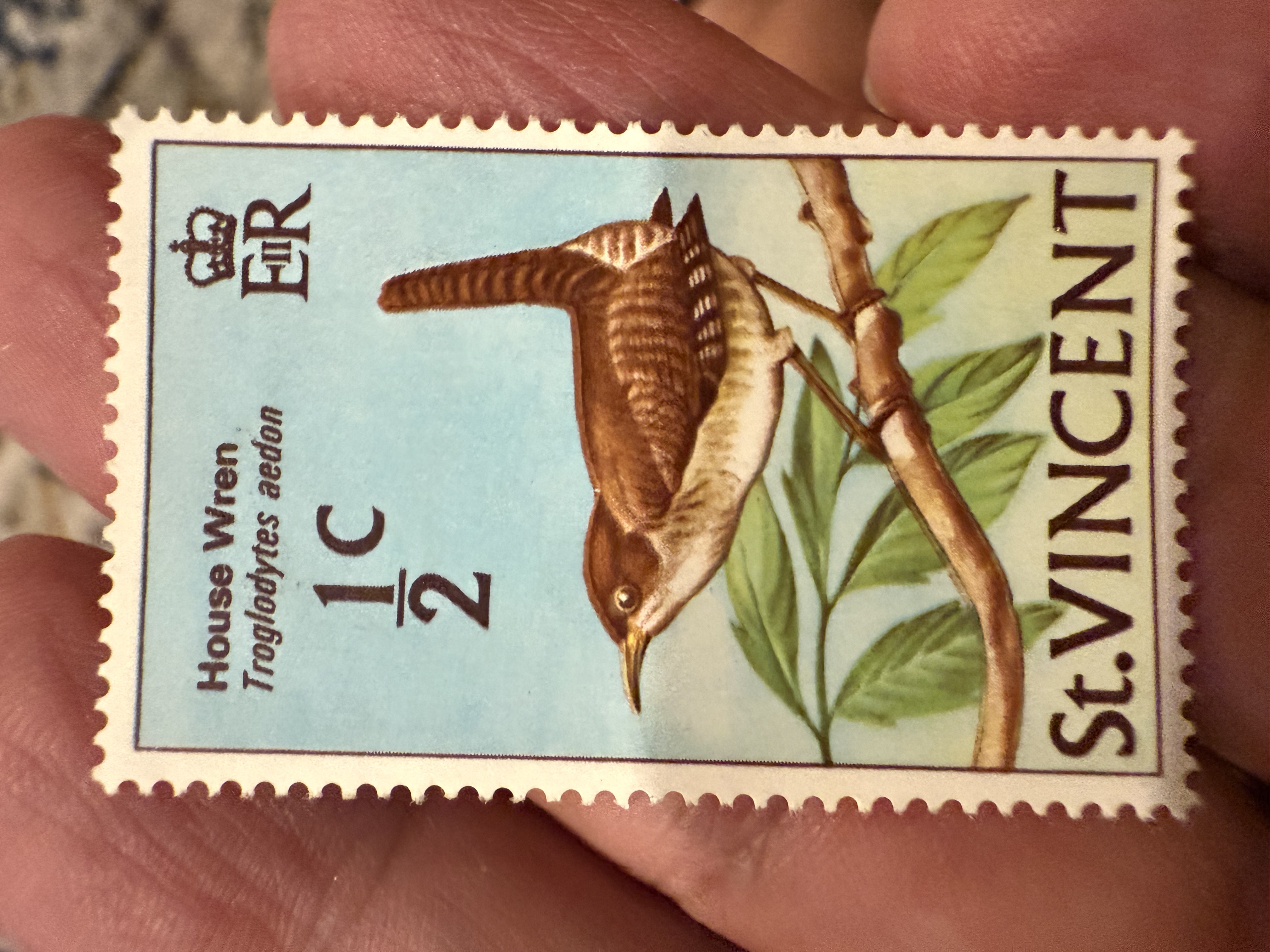 House Wren- At Vincent