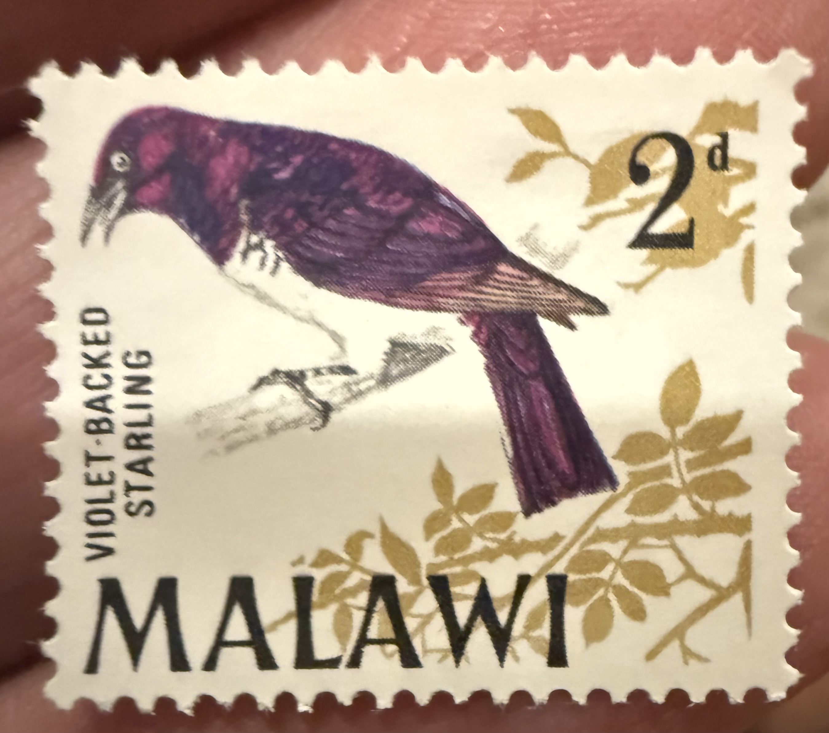 Violet Backed Starling