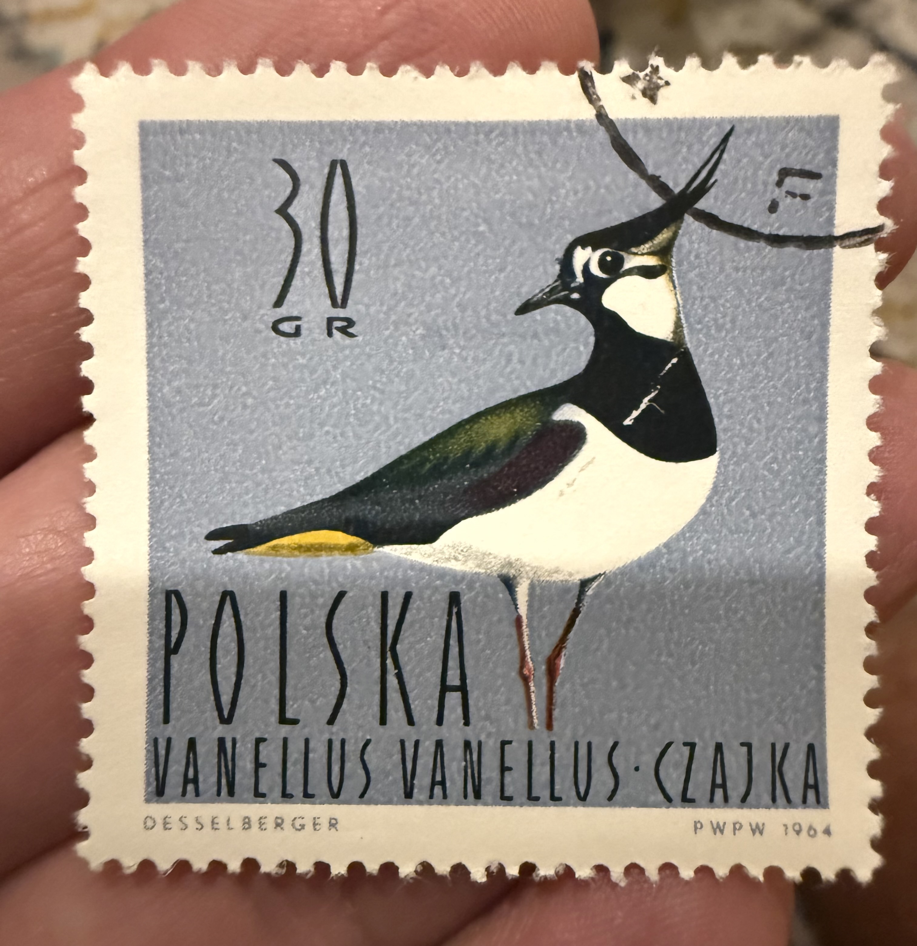 Northern Lapwing-Poland