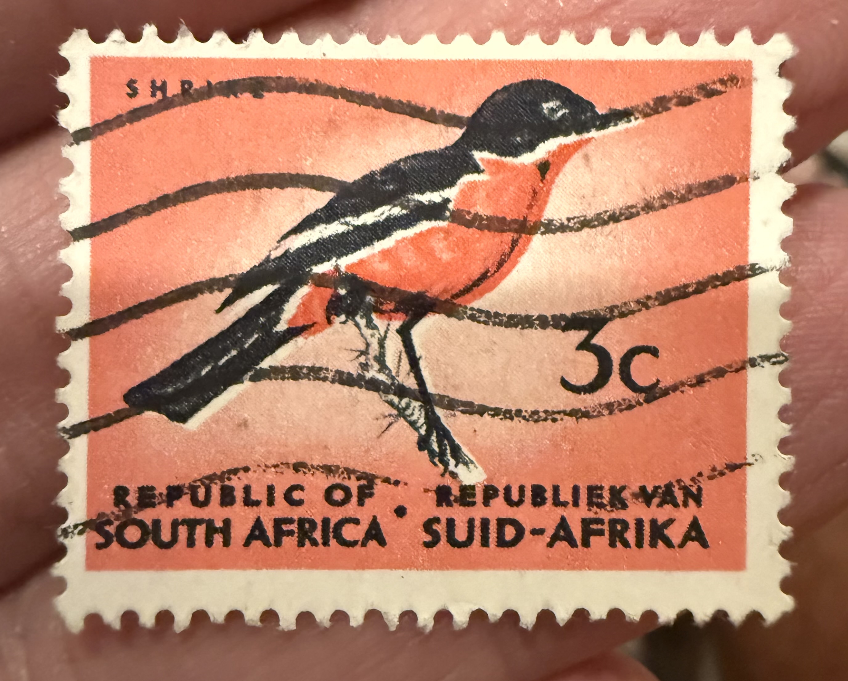 Crimson Breasted Shrike