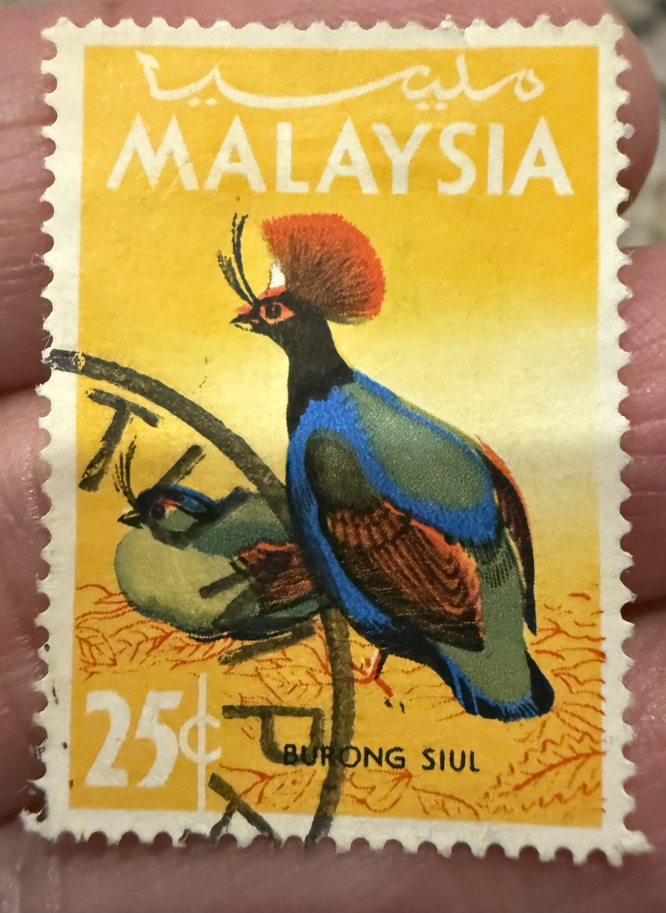 Crested Wood Partridge