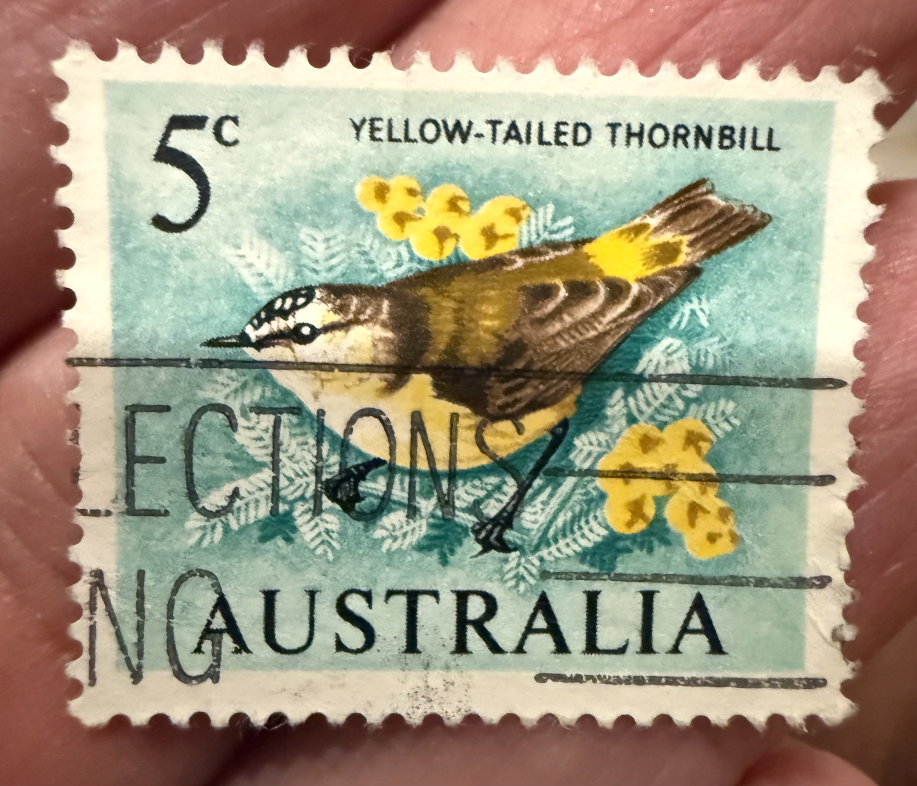 Yellow Tailed Thornhill