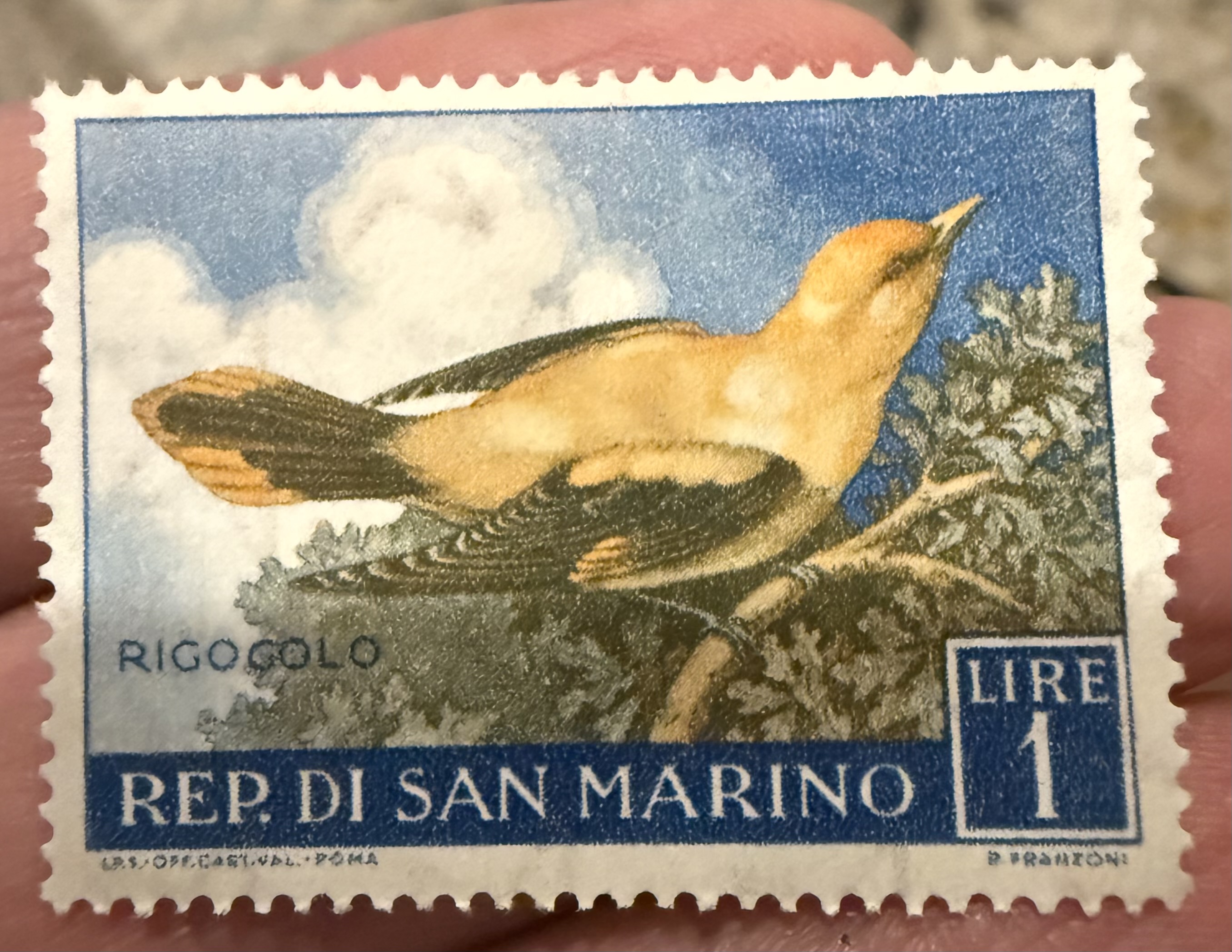 Golden Oriole-San Marino