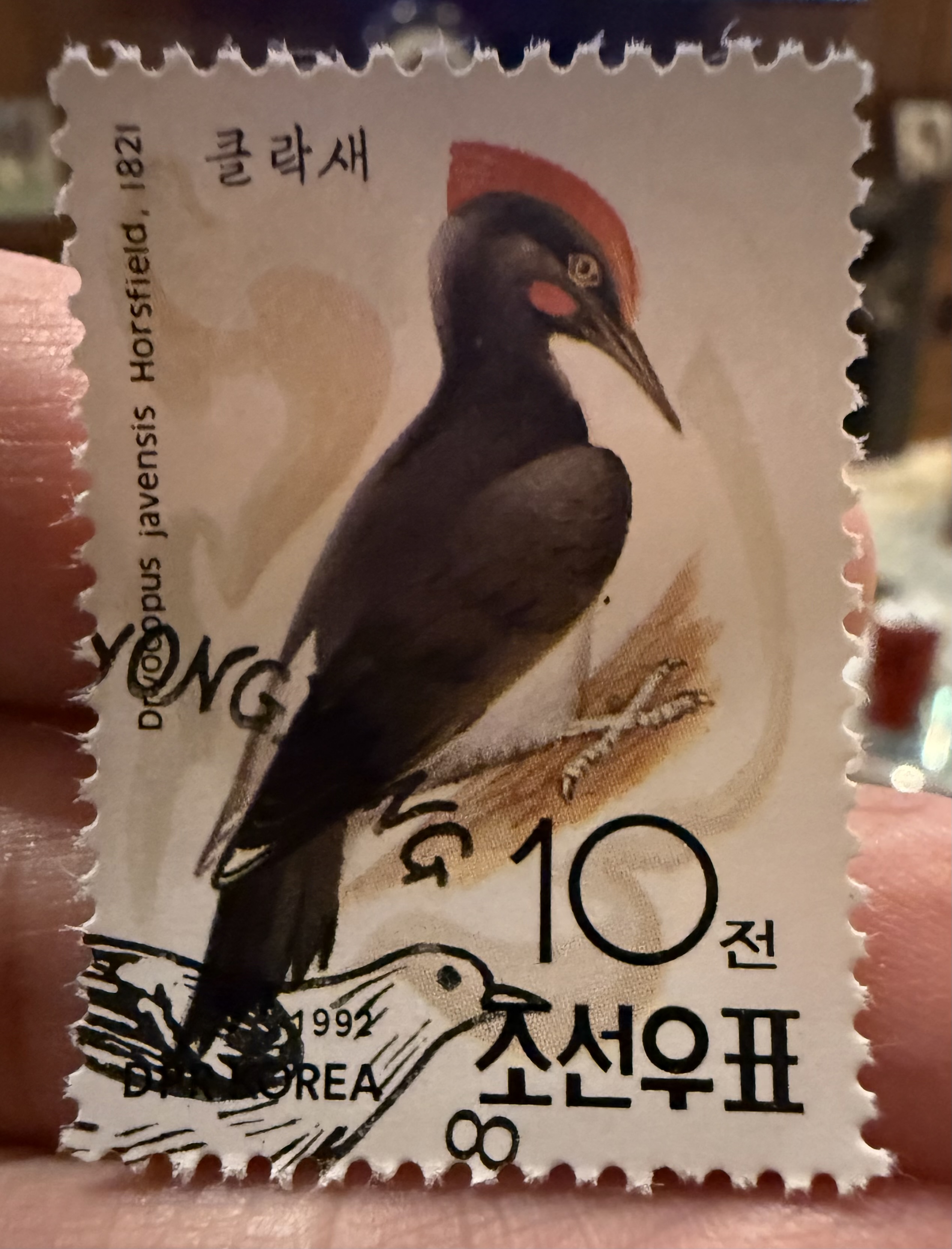 White Bellied Wood Pecker