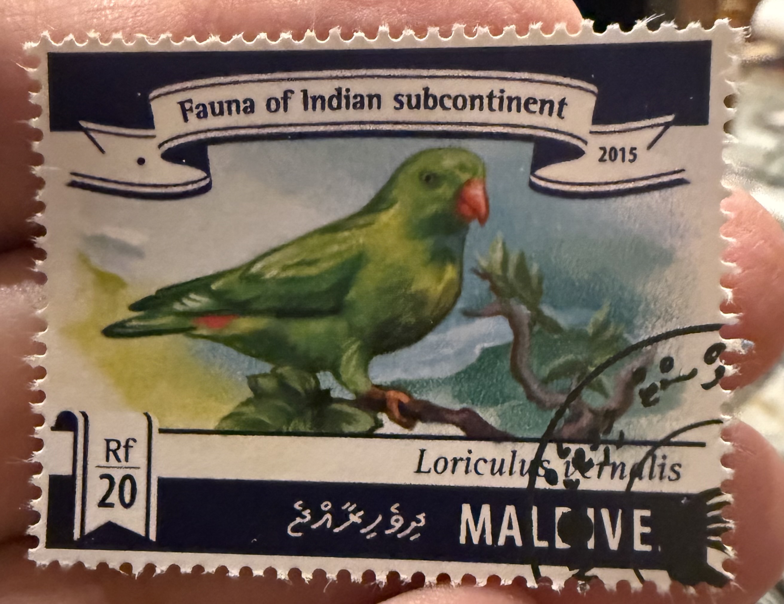 Vernal Hanging Parrot