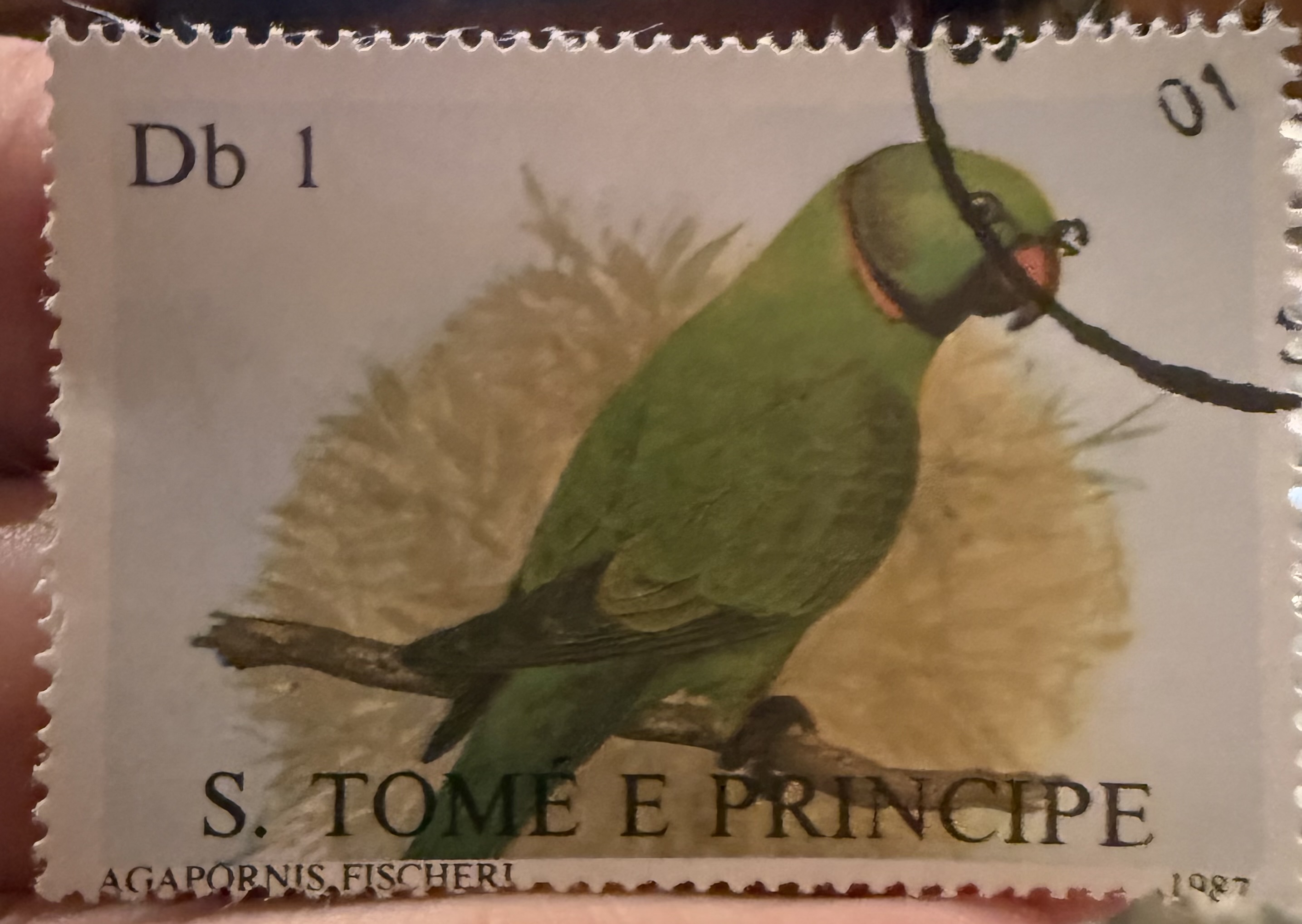 Fischer’s Lovebird-São Tome