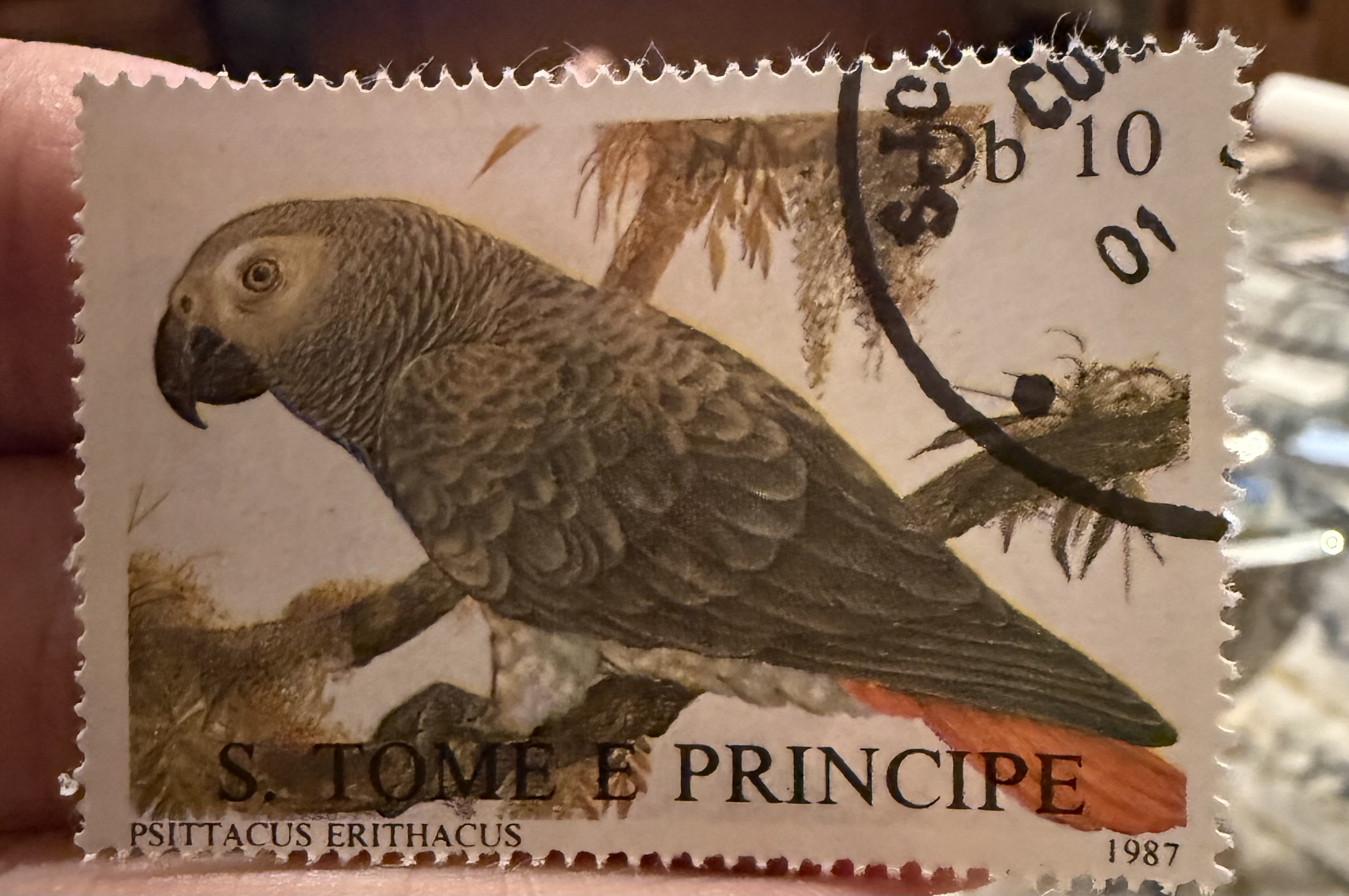 African Gray Parrot- São Tome