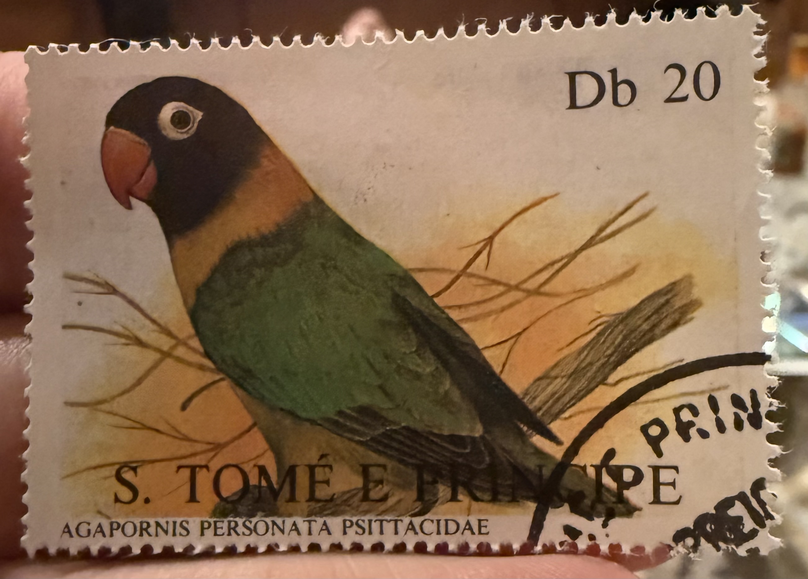 Yellow Collared Lovebird