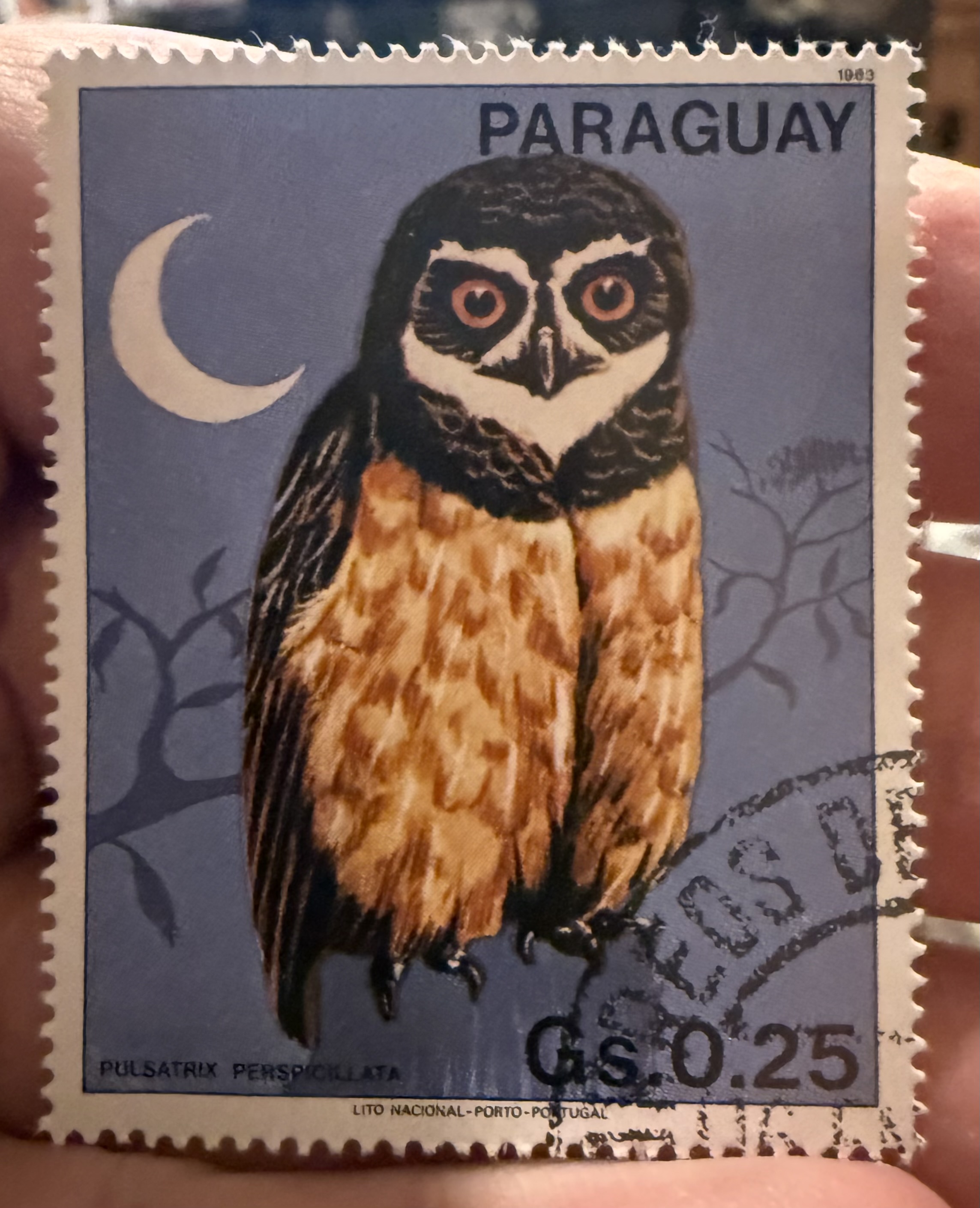 Spectacled Owl- Paraguay