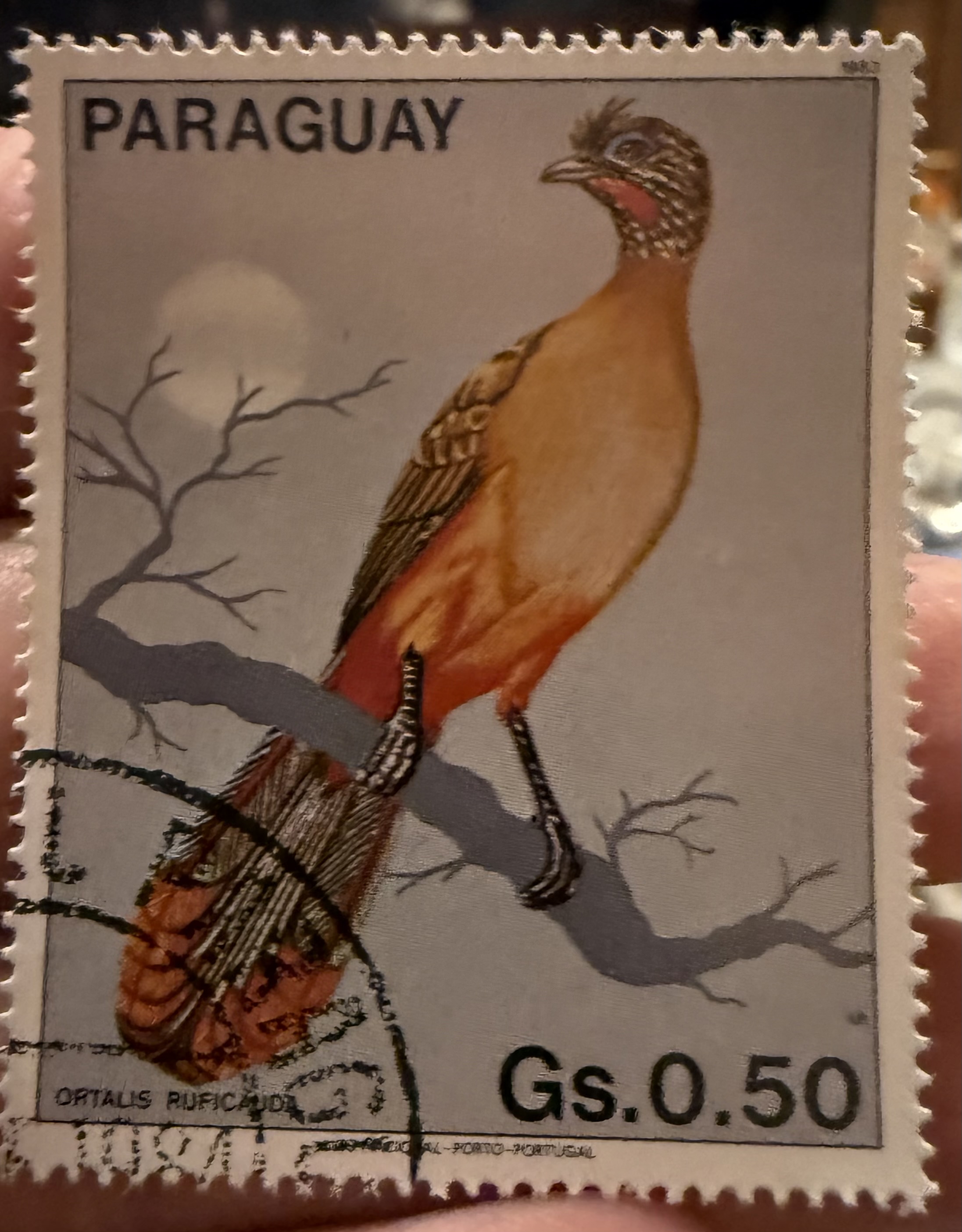 Rufous Vented Chachalaca