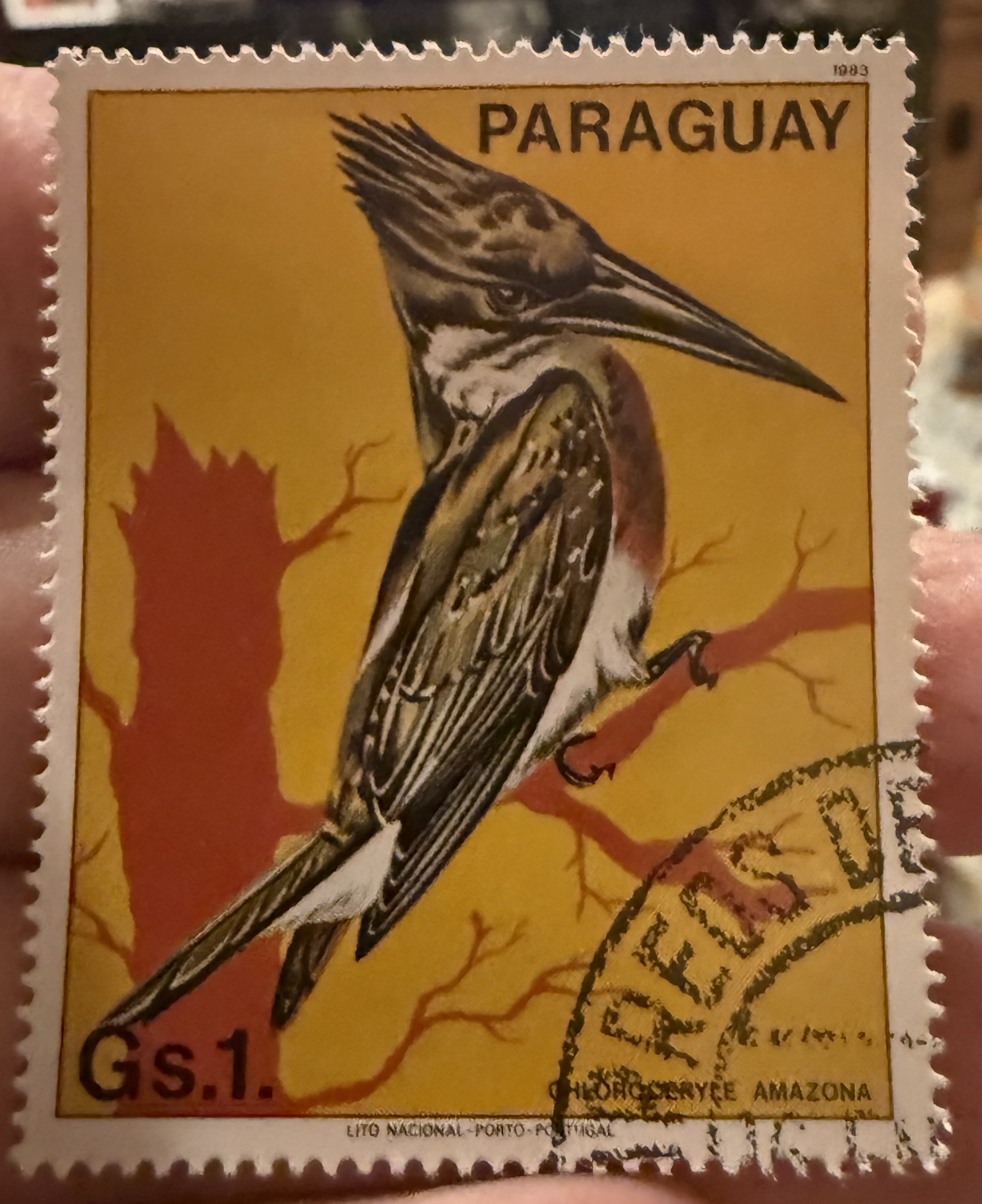 Amazon Kingfisher-Paraguay