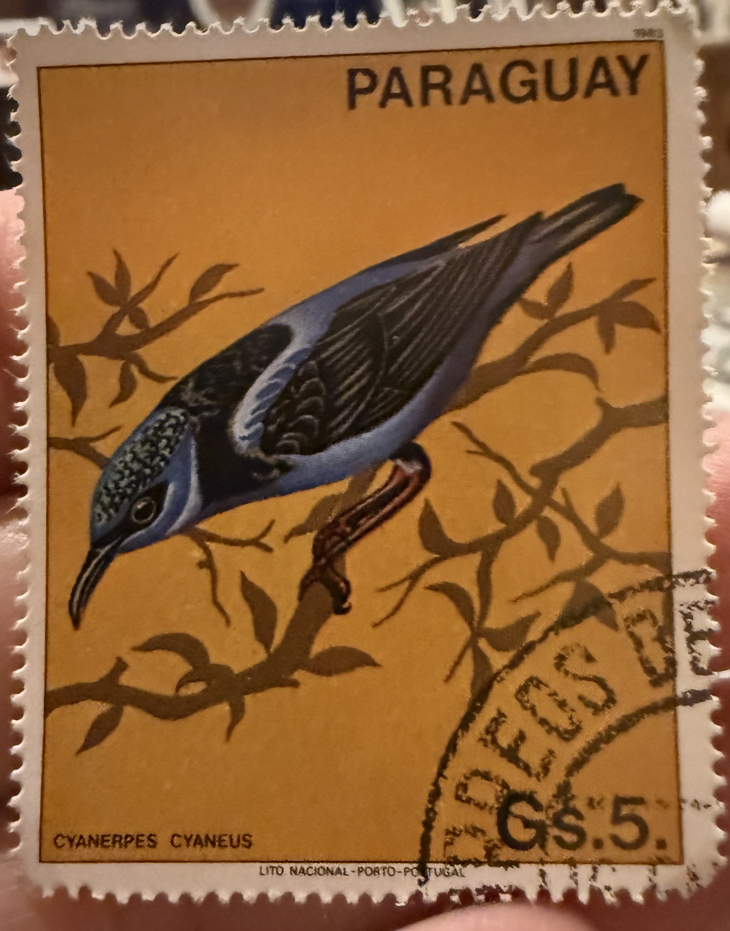 Red Legged Honeycreeper- Paraguay