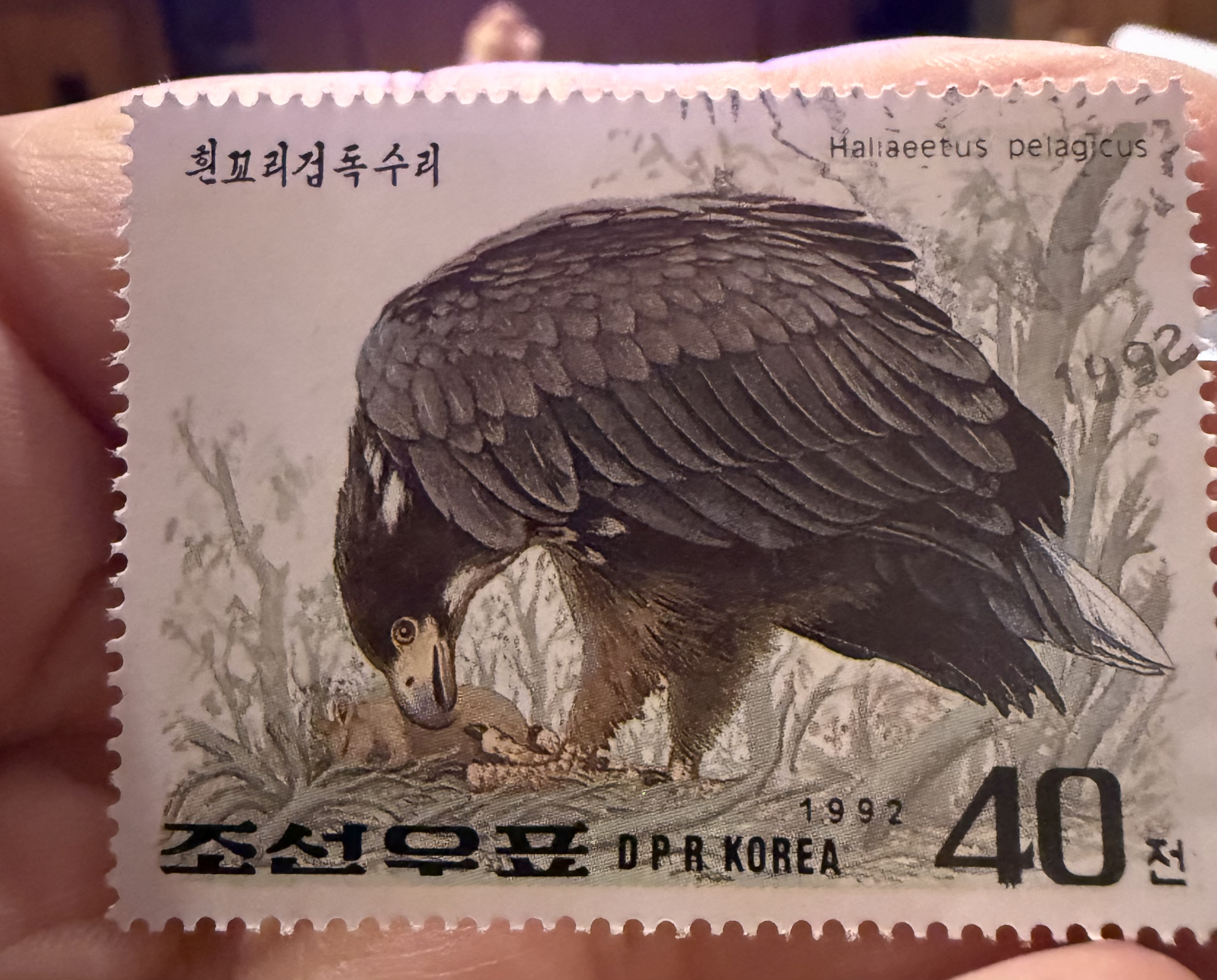 Stellar’s Sea Eagle