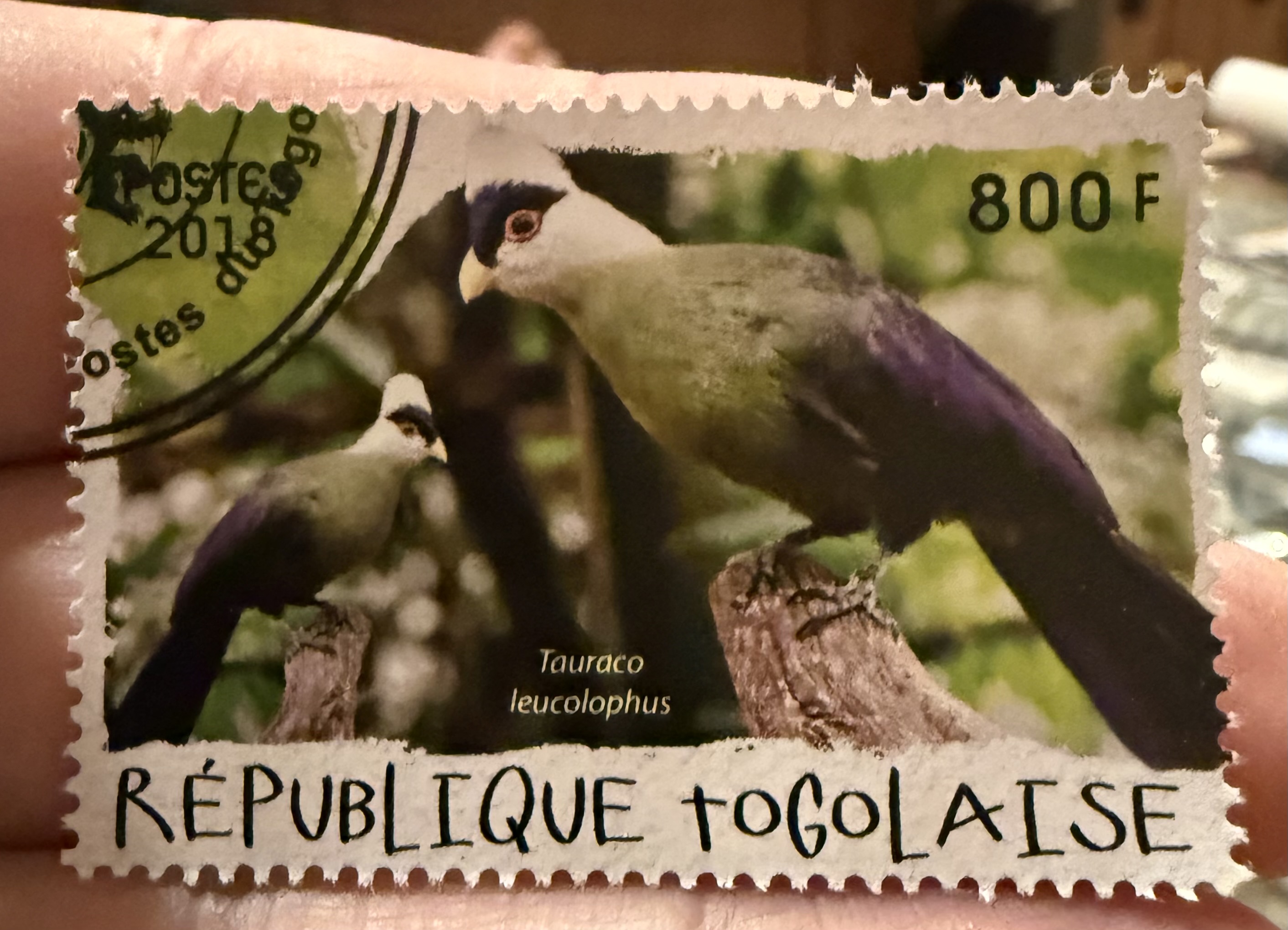 White Crested Turaco