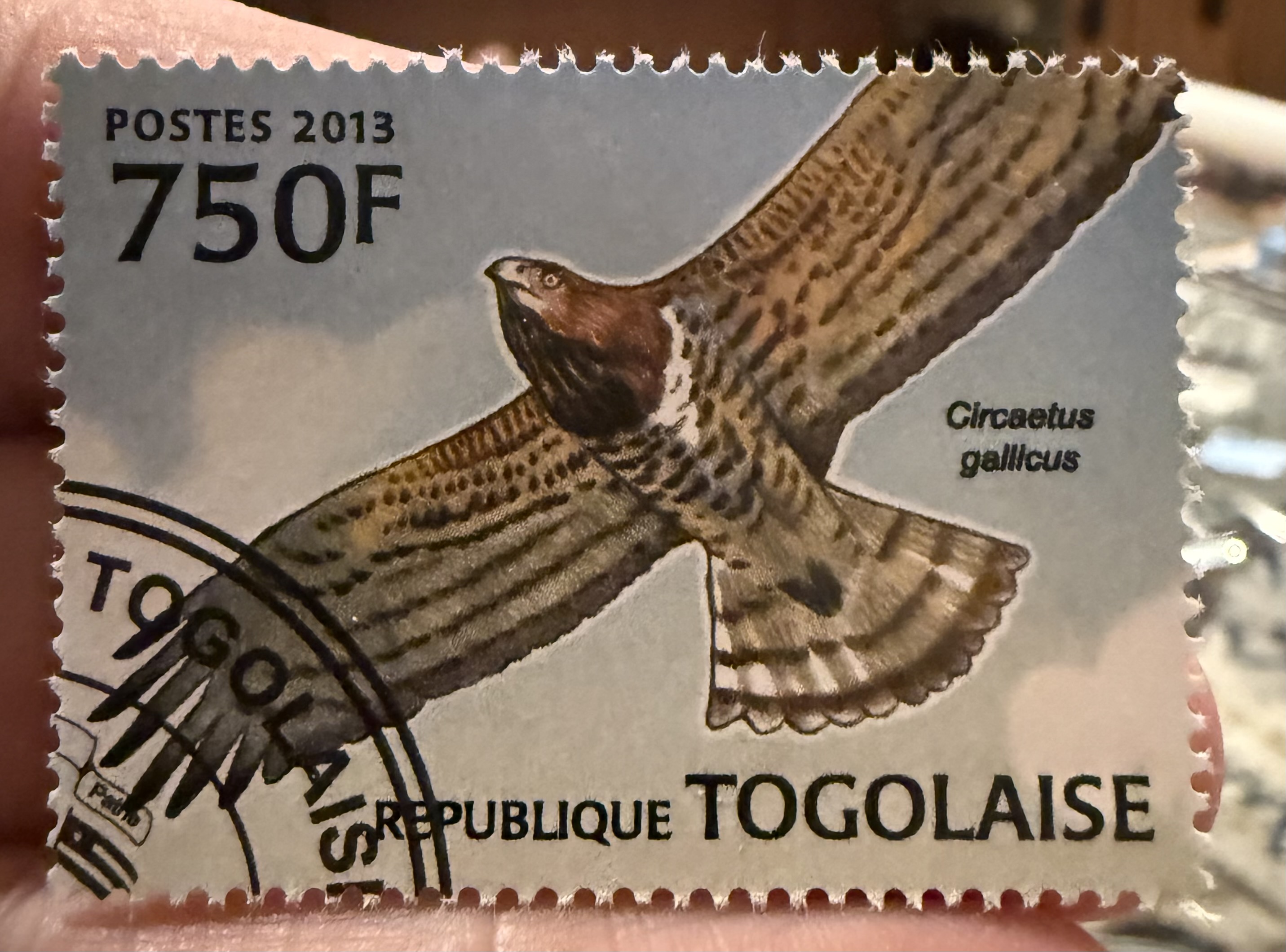 Short Toed Eagle