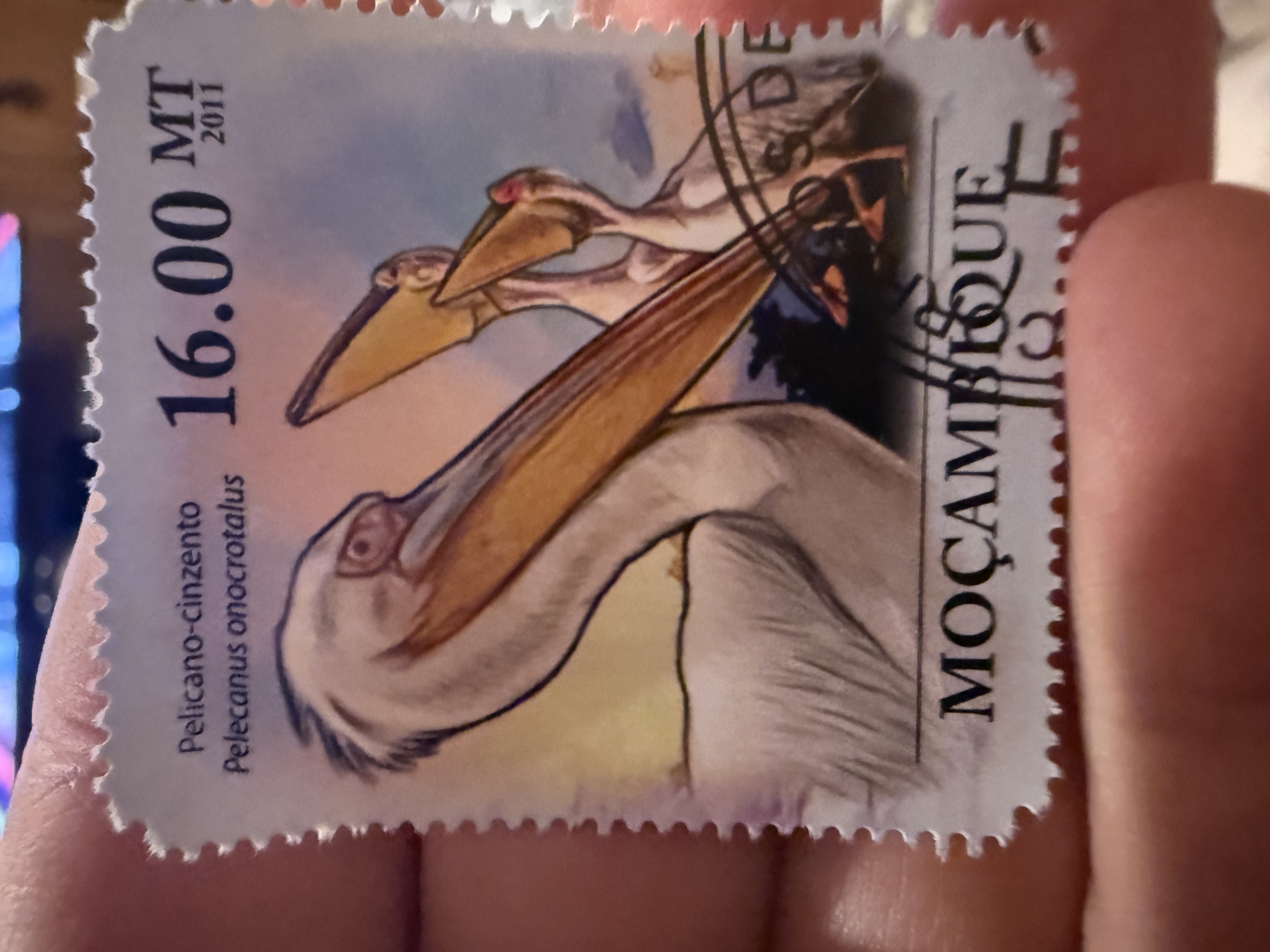 Great White PelicanMozambique