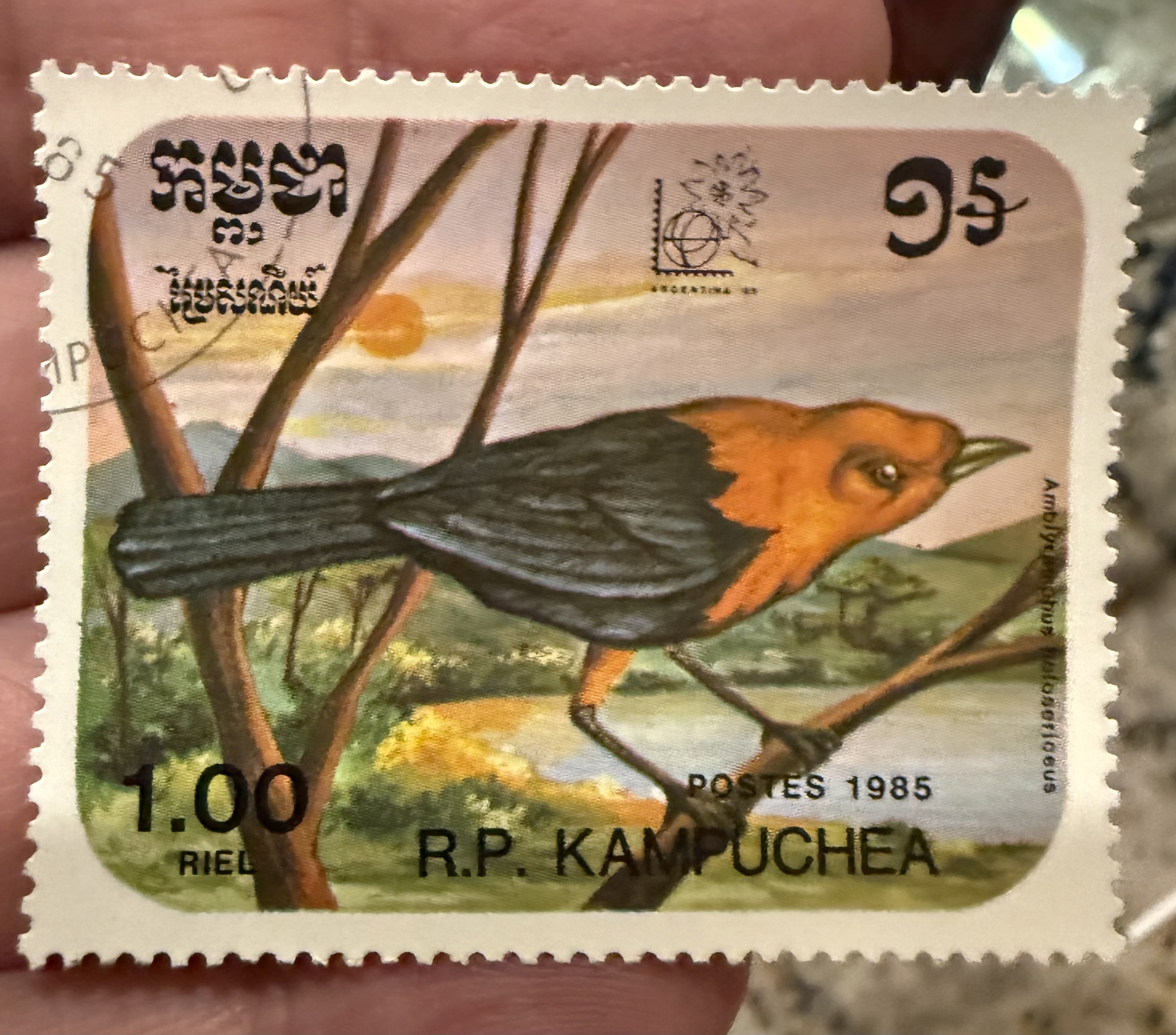 Saffron Cowled Cowbird