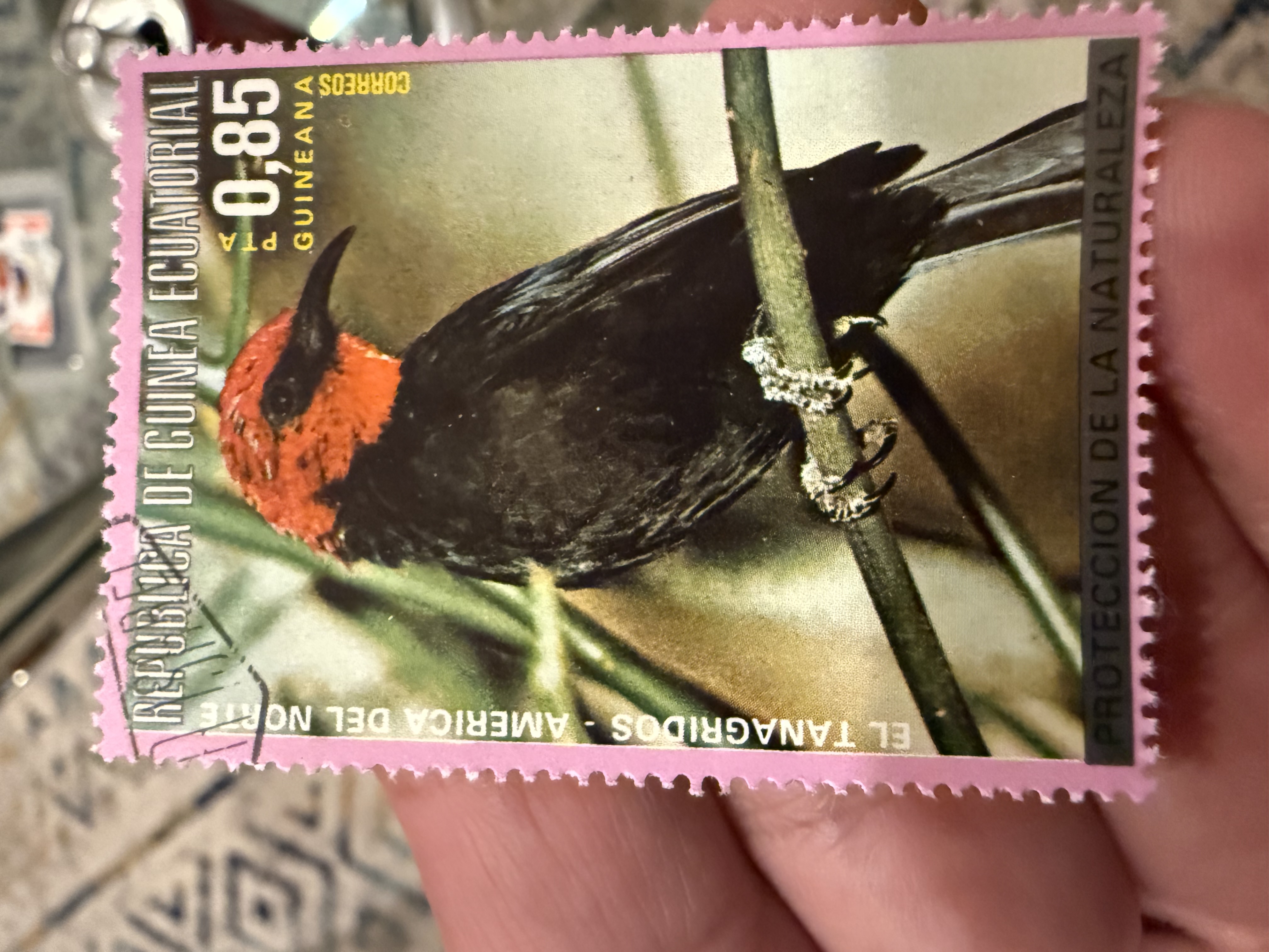 Black Bellied Myzomela