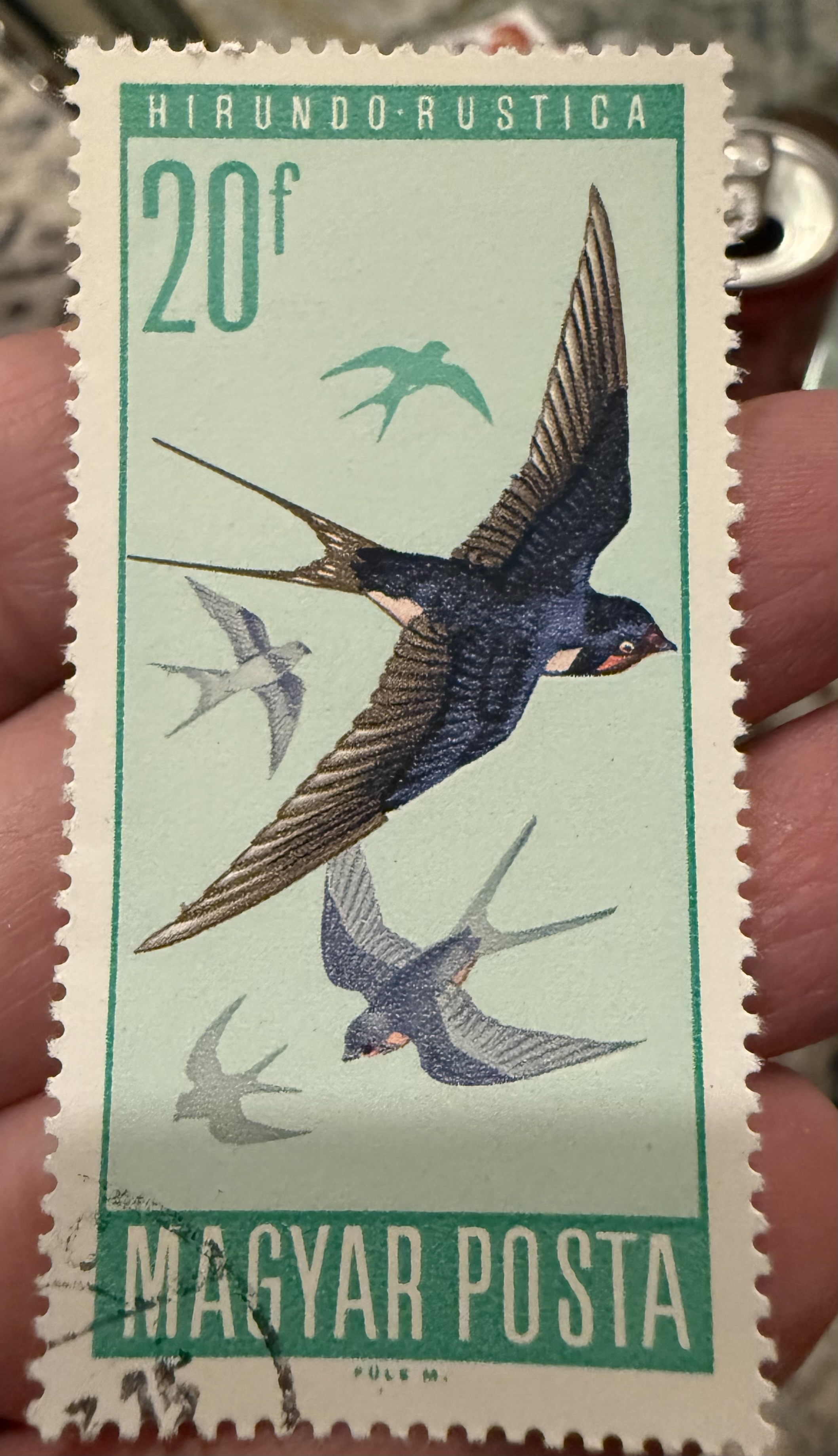 Barn Swallow